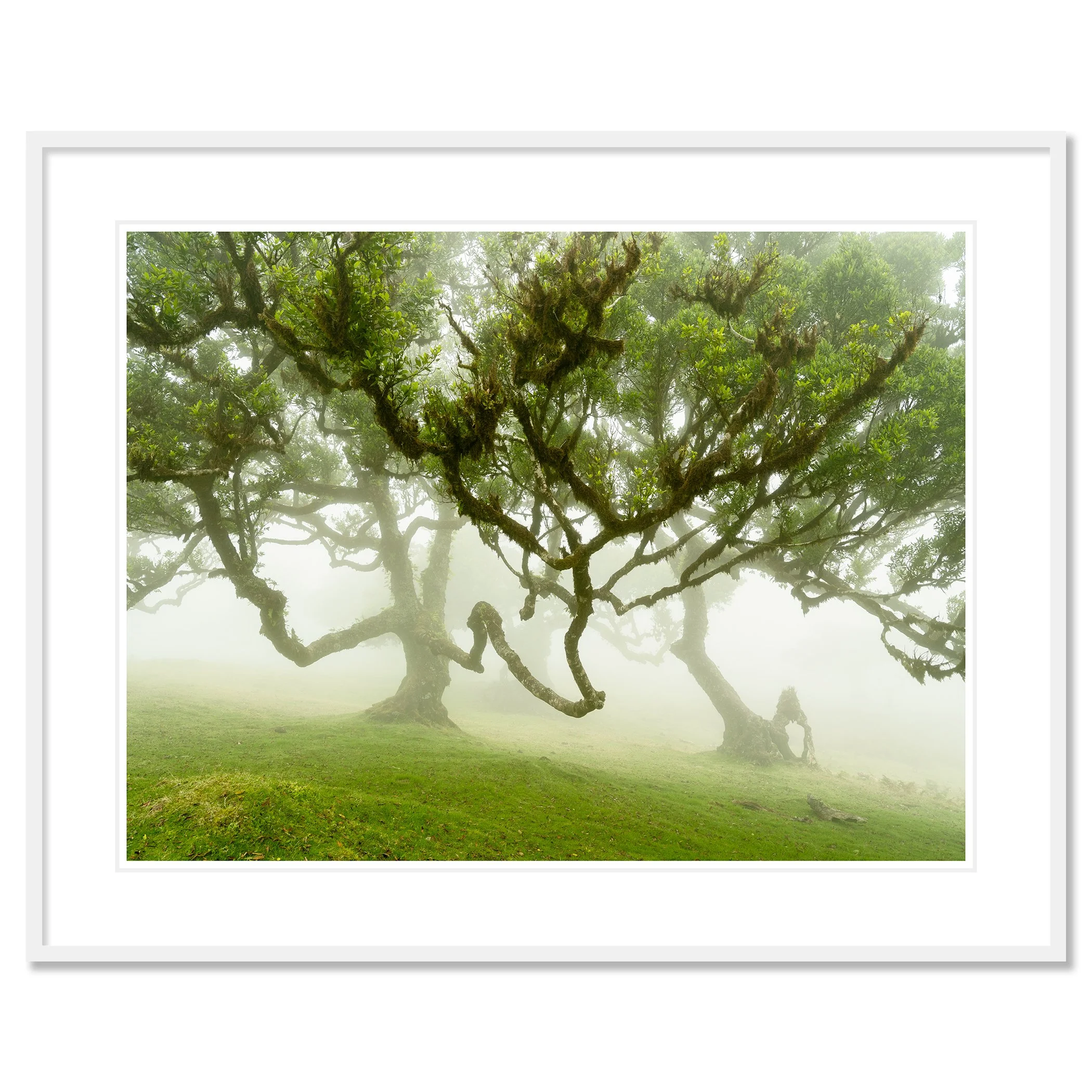 © 2021 Gerald Berghammer - Misty forest with large, moss-covered trees and lush green grass. Classic framed white