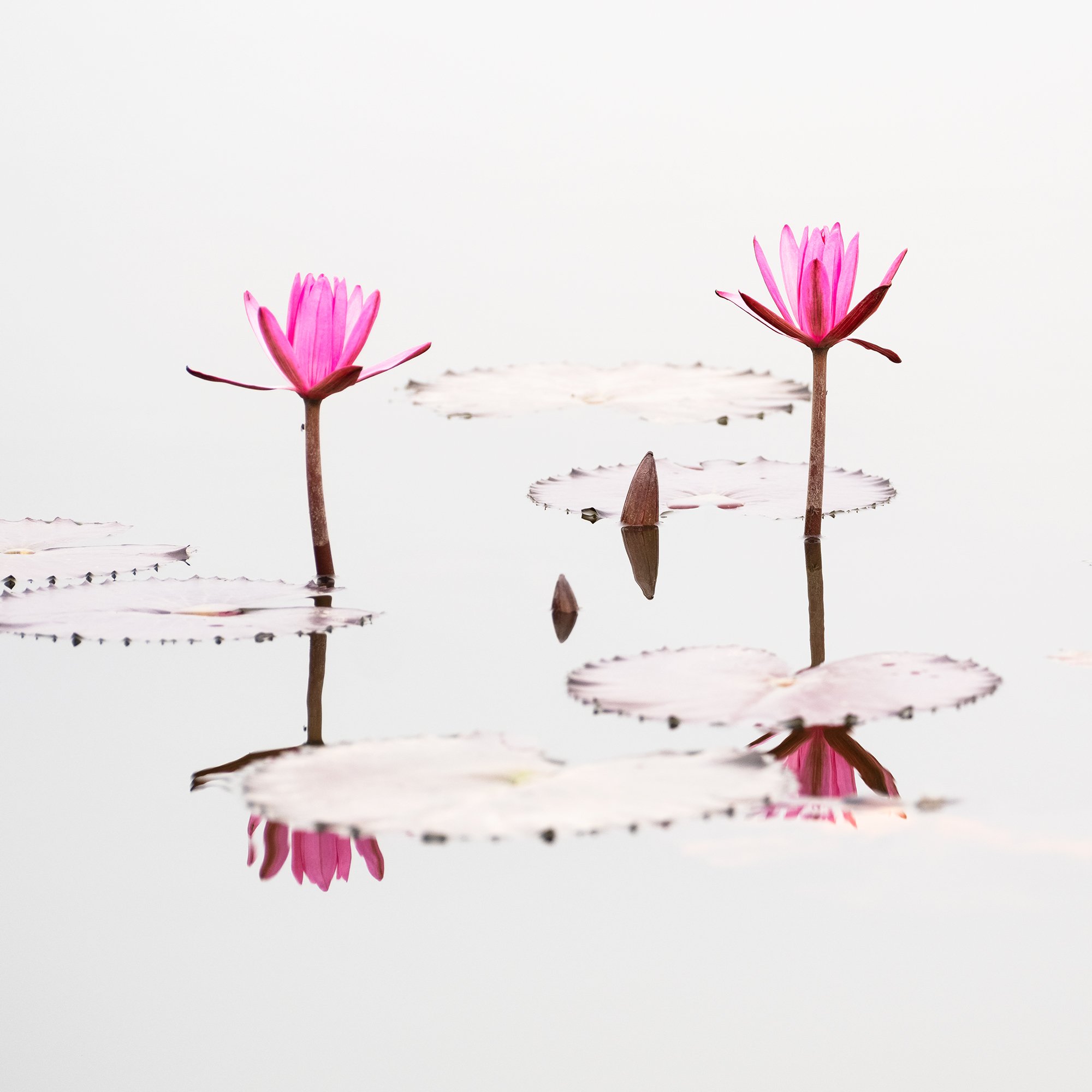 © 2025 Gerald Berghammer - Color waterscape photography. Three pink lotus flowers floating on a calm body of water with lily pads and reflections. Print detail 1