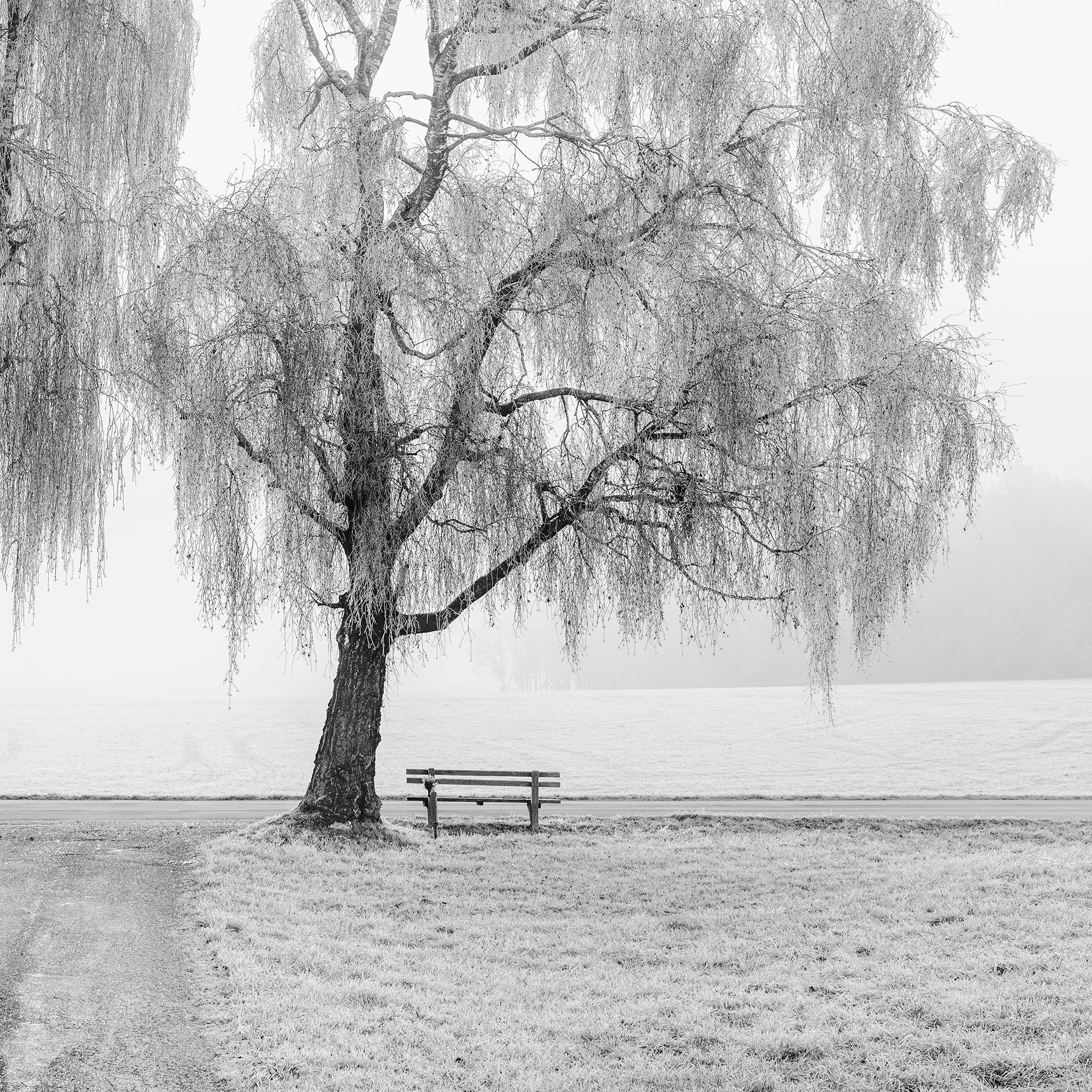 Detail of Place to Linger, Winter Study 1 showing a frost-covered tree and bench in the Austrian winter landscape by Gerald Berghammer.