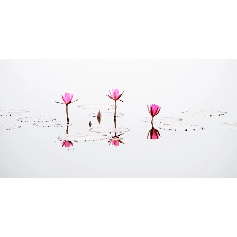 Gerald Berghammer - Three Pink Lotus Flower Panorama, Vietnam