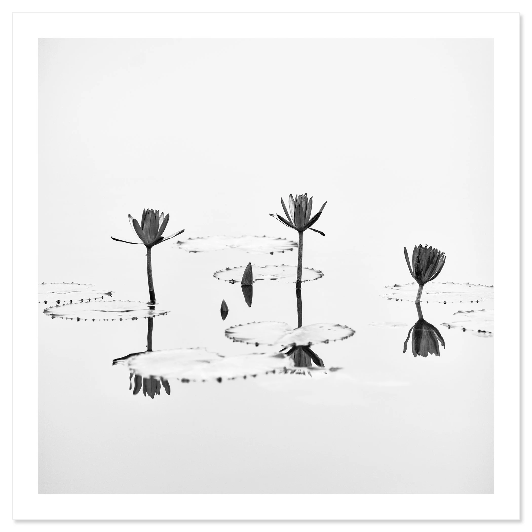 Lotus Flower Study 1 – black-and-white lotus flower fine art print from the Mekong Delta, Vietnam, by Gerald Berghammer.