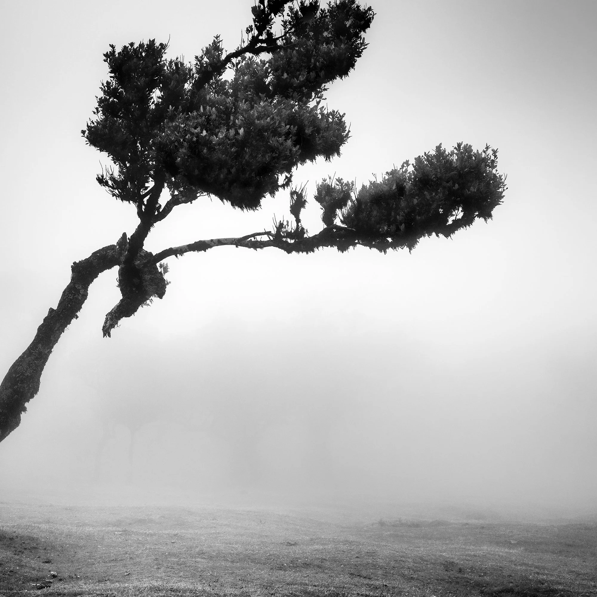 Detail of the horizontal branches and dense foliage of a wind-shaped laurel tree in Fanal Forest, Madeira, by Gerald Berghammer.