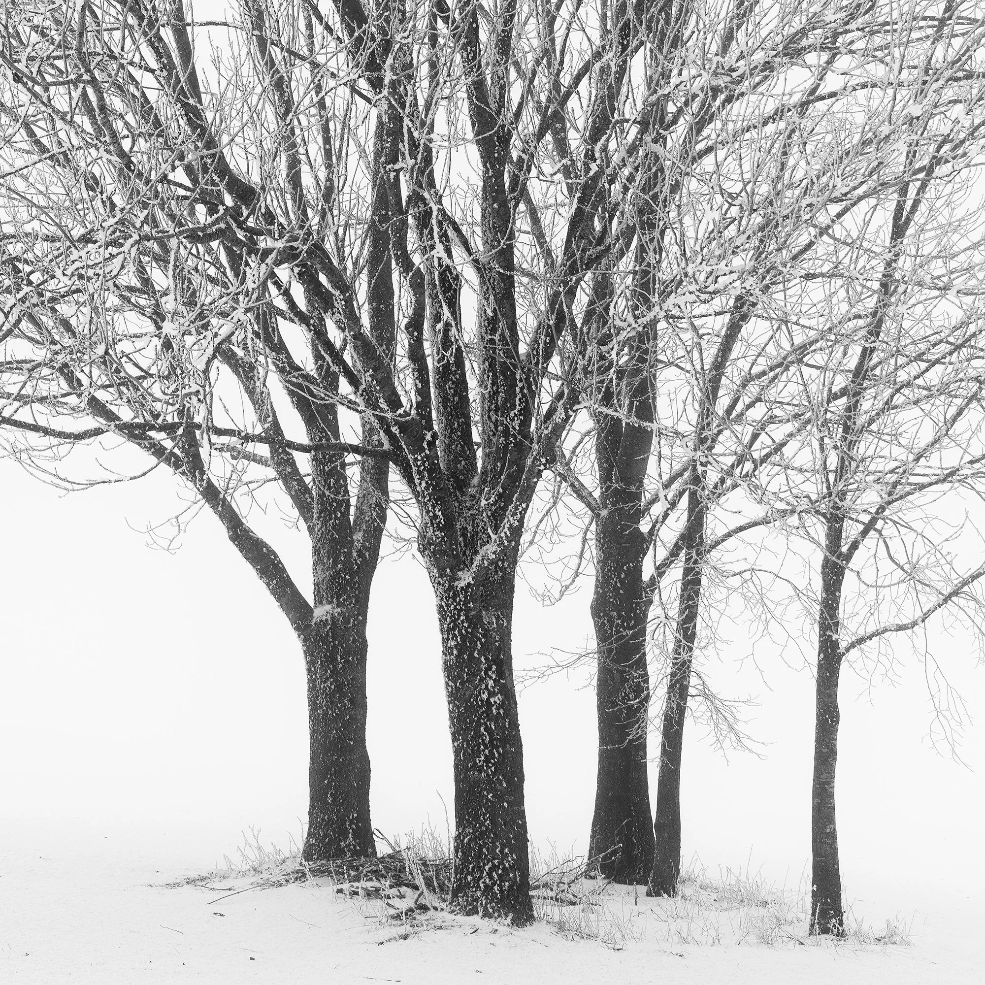 Detail of the minimalist snowy landscape and tree silhouettes in Five Minimalist Winter Trees in the Snow – Austria