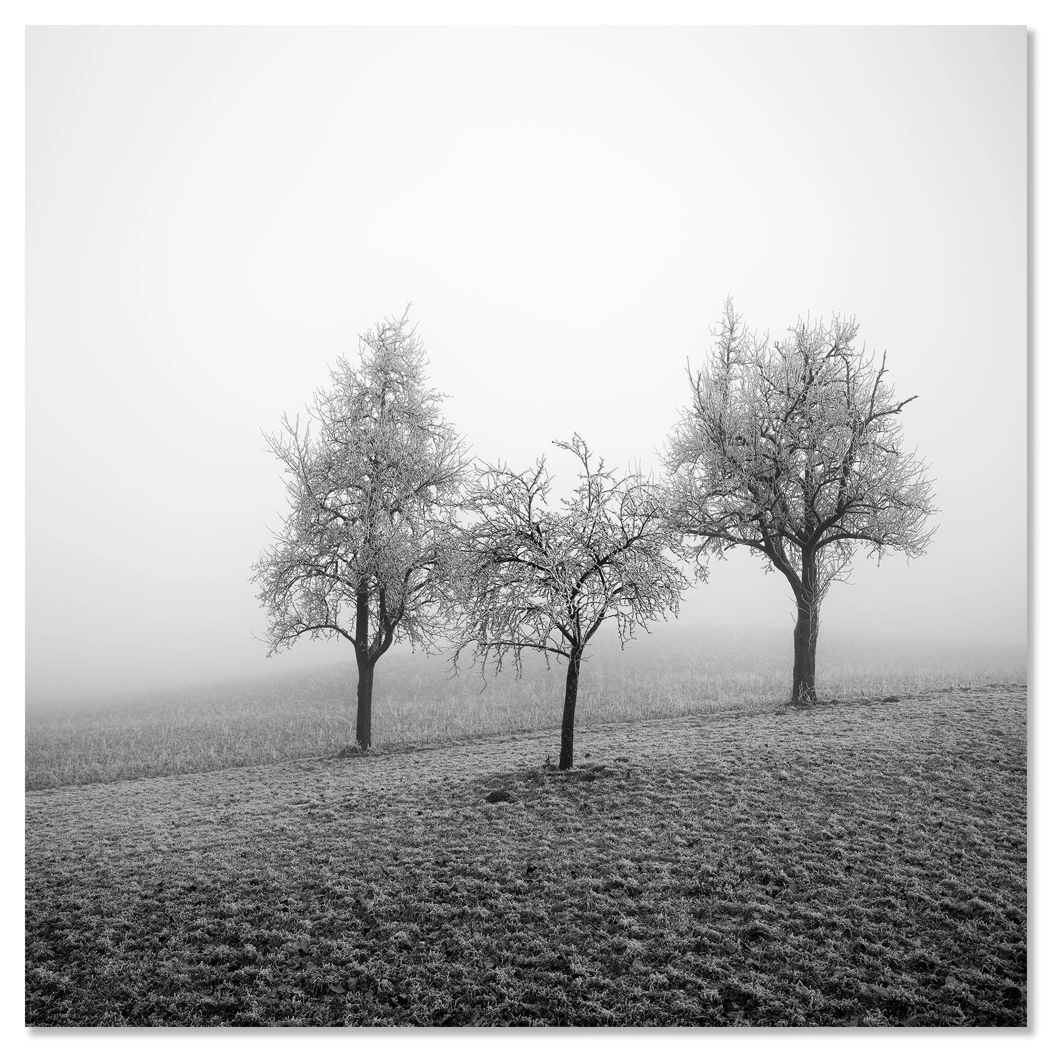 Three frost-covered fruit trees in a misty winter landscape in Austria, presented as a frameless aluminium Dibond print by Gerald Berghammer.