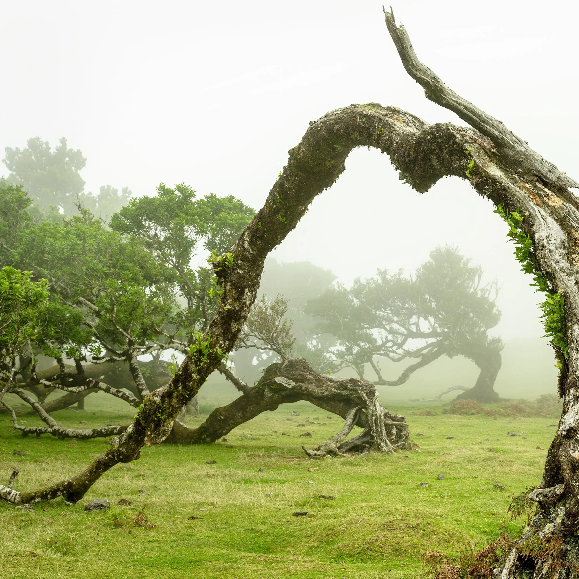 © 2021 Gerald Berghammer - A twisted, gnarled tree bent to form an arch in a foggy, grassy landscape with other trees in the background. Print detail 1