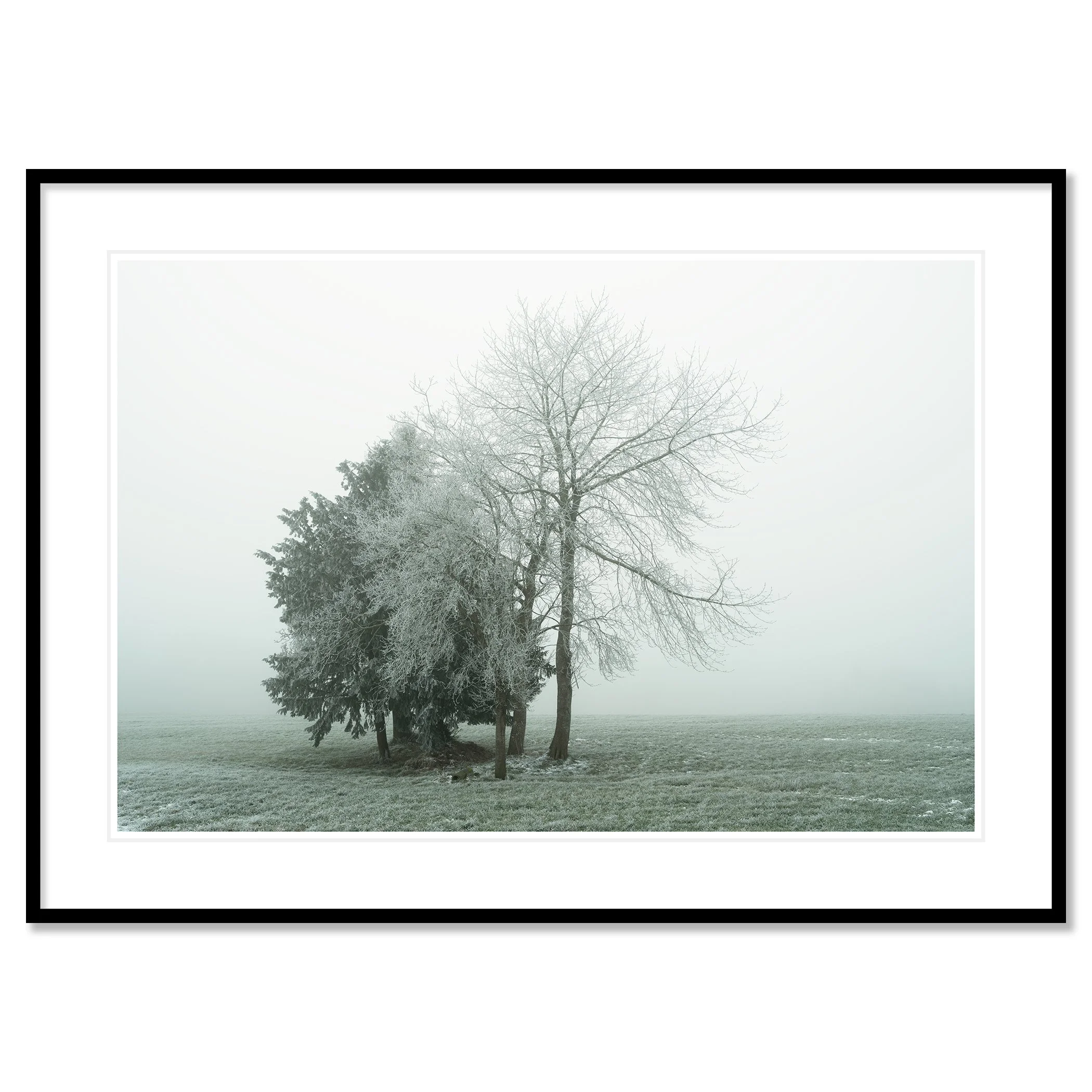 Gerald Berghammer - Color minimalist landscape photography. Frost-covered trees in a foggy winter landscape with green grass. Classic framed black