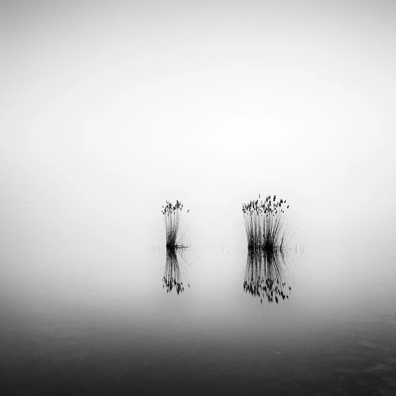 Phragmites Study 1 – Hungary | Gerald Berghammer