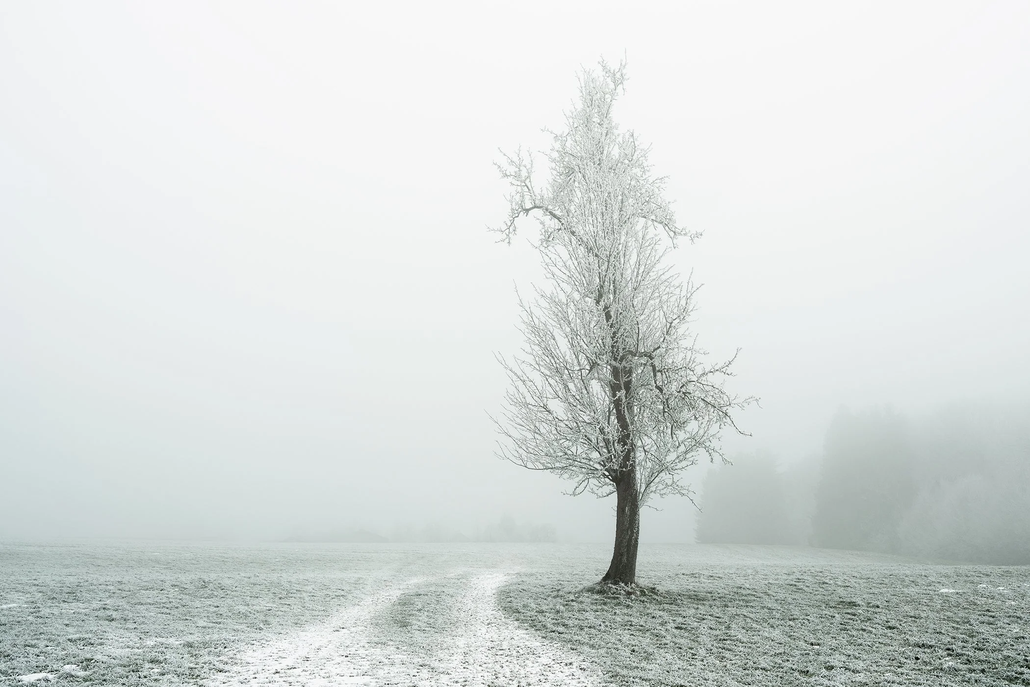 Frost-covered tree rising from a quiet field on a foggy winter morning in Austria. Photo by Gerald Berghammer.