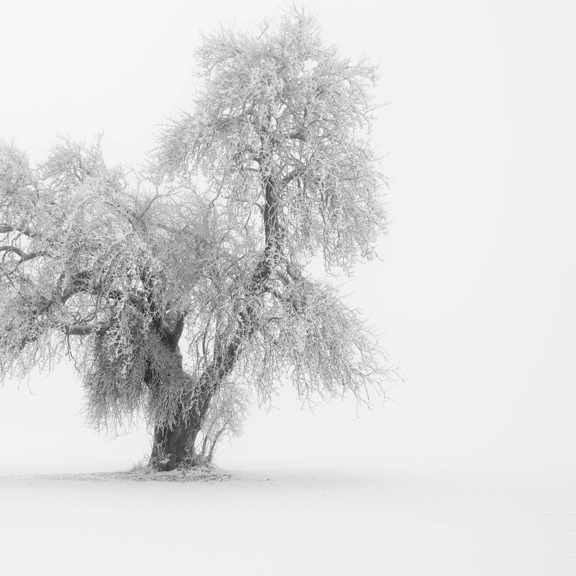 Detail of Minimalist Winter Tree Study 1 by Gerald Berghammer showing fine branches and monochrome tonal detail in the frost-covered tree.