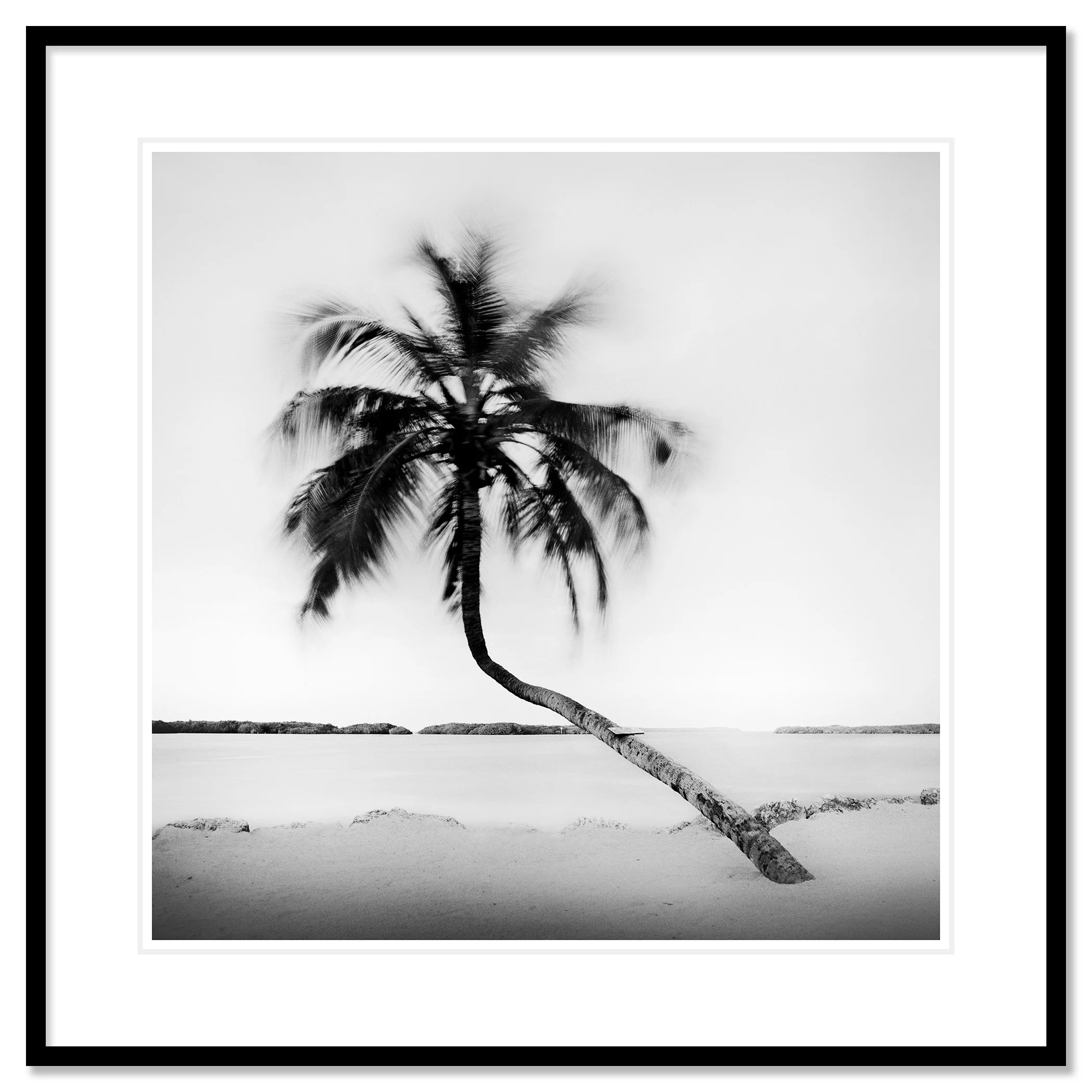 Bent Palm Study 1 presented in a black aluminium frame with a white mount by Gerald Berghammer.