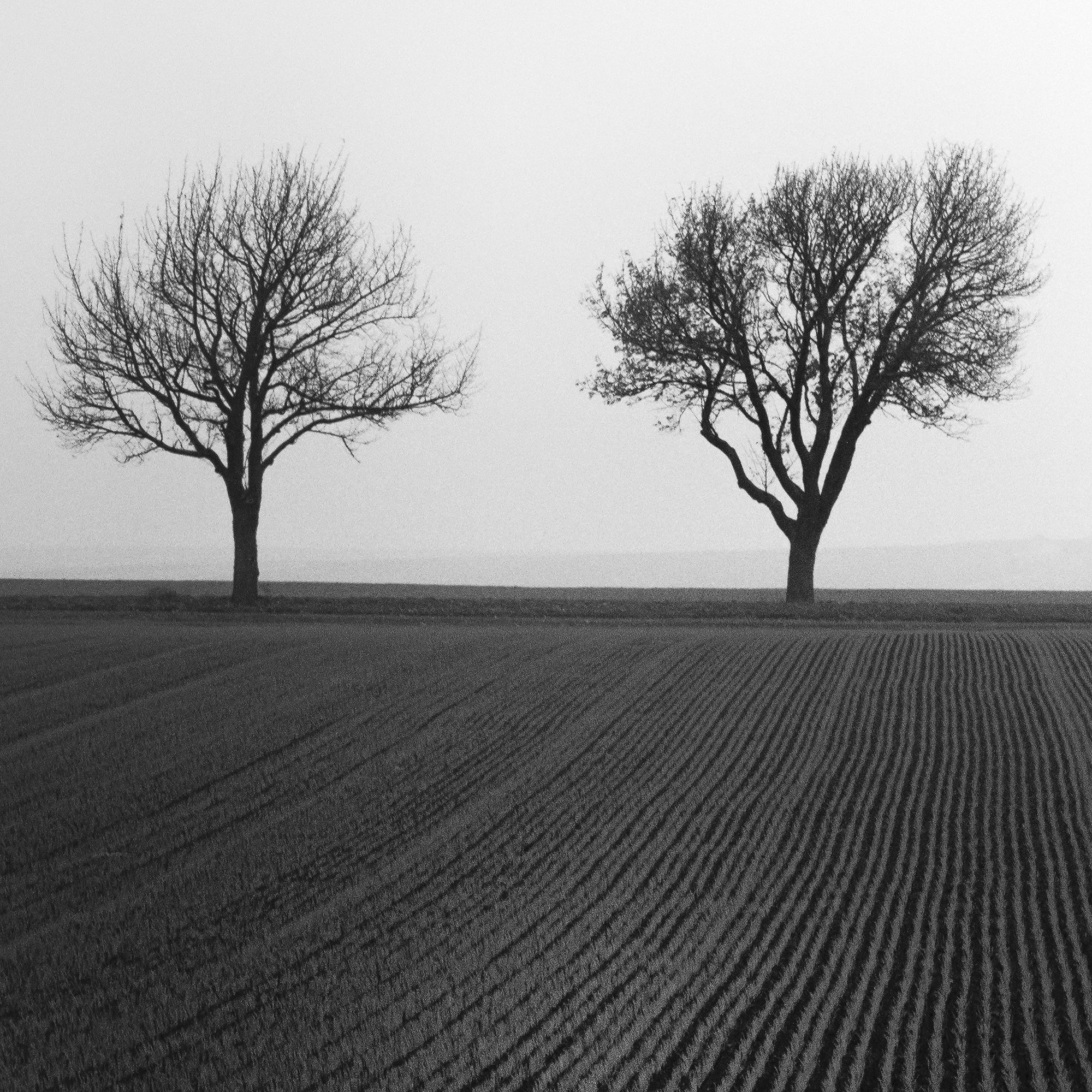 Detailed view of the tonal transitions and field structure in Cherry Tree Avenue, Study 1 by Gerald Berghammer.