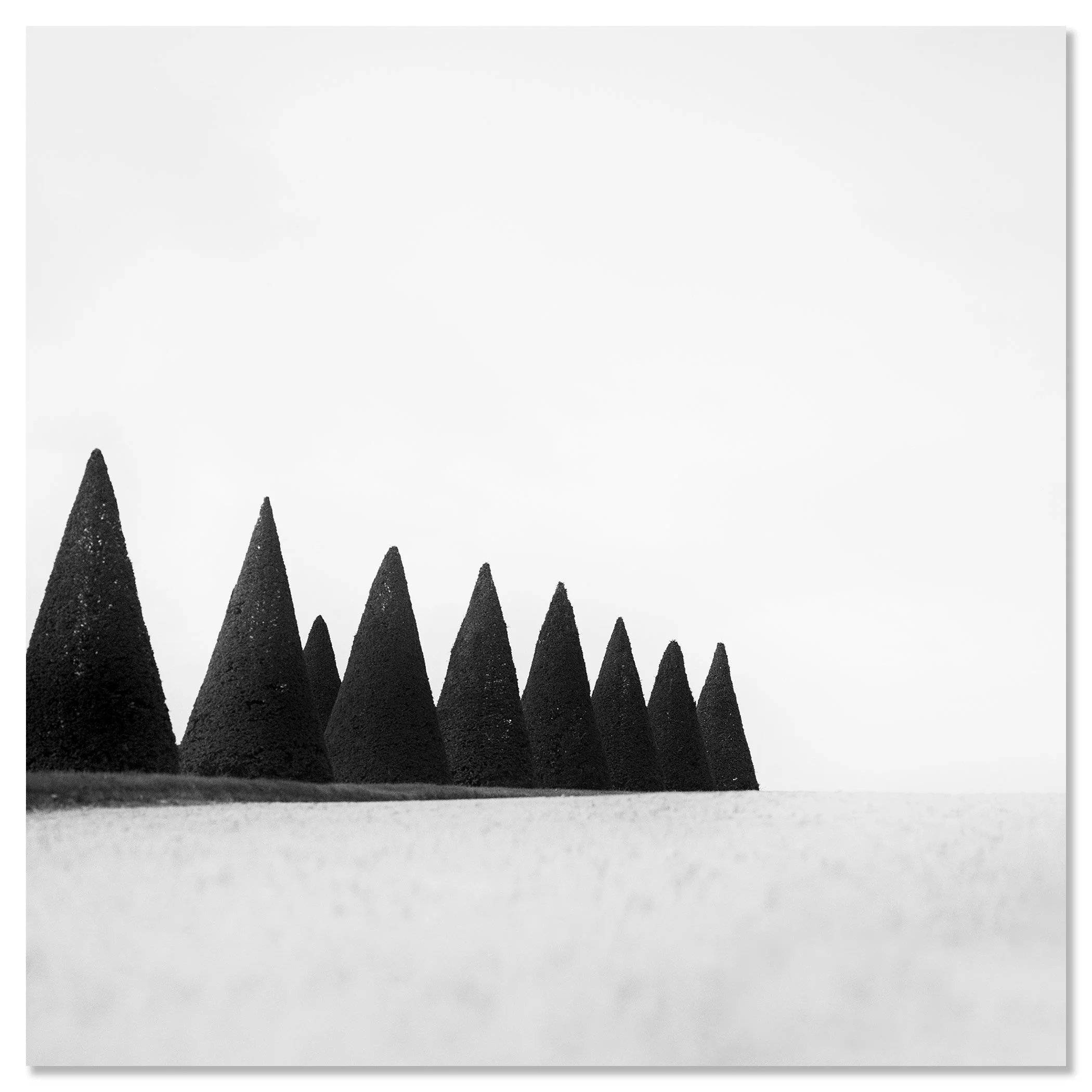 Hedges Study 3 – black-and-white fine art photograph presented as a frameless aluminium Dibond print by Gerald Berghammer.