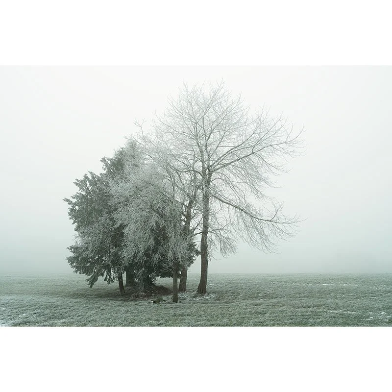Gerald Berghammer - Group of Trees with Hoar Frost Study 1, Austria