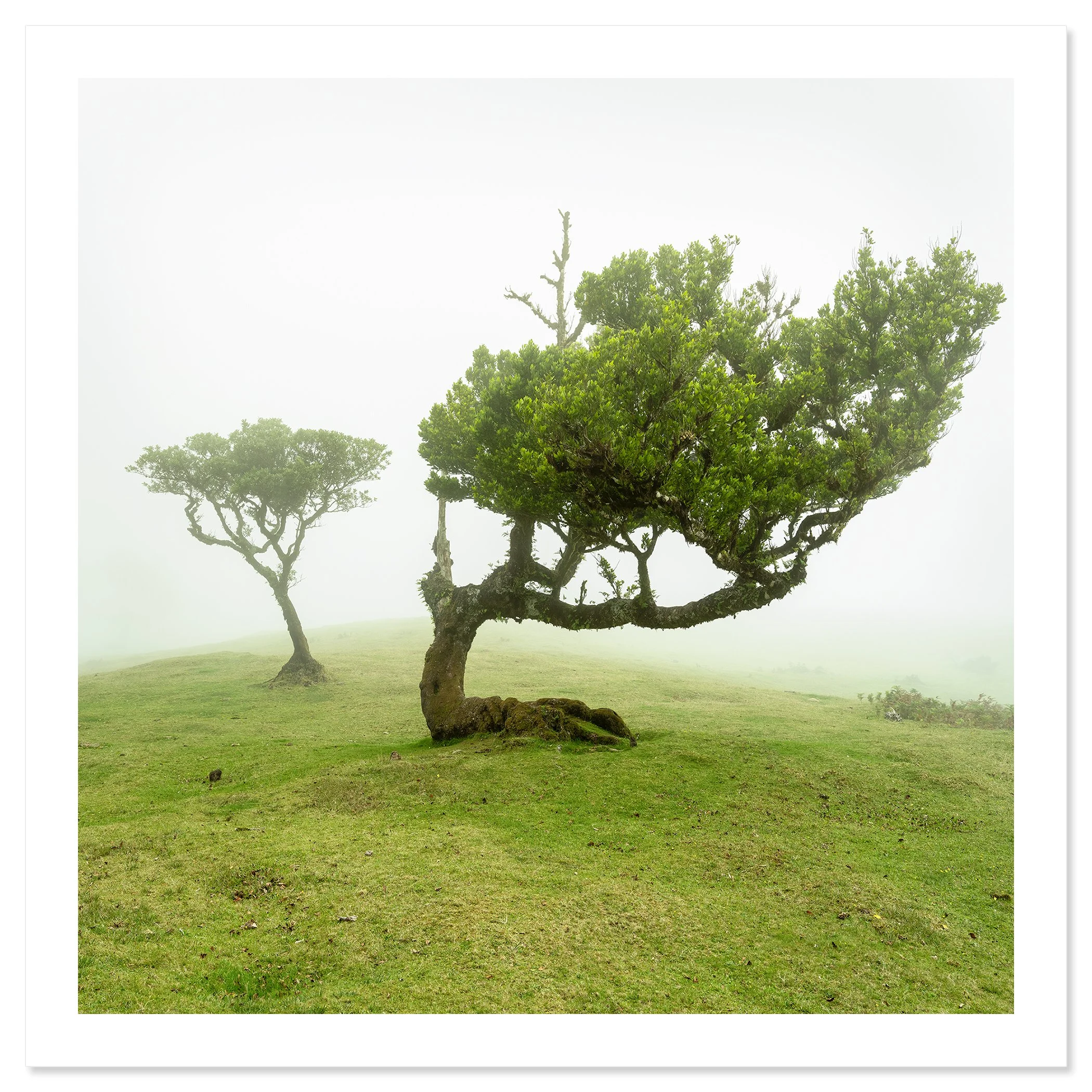Foggy meadow in Madeira, Portugal with two trees; one with a curved trunk and dense green foliage, Print only