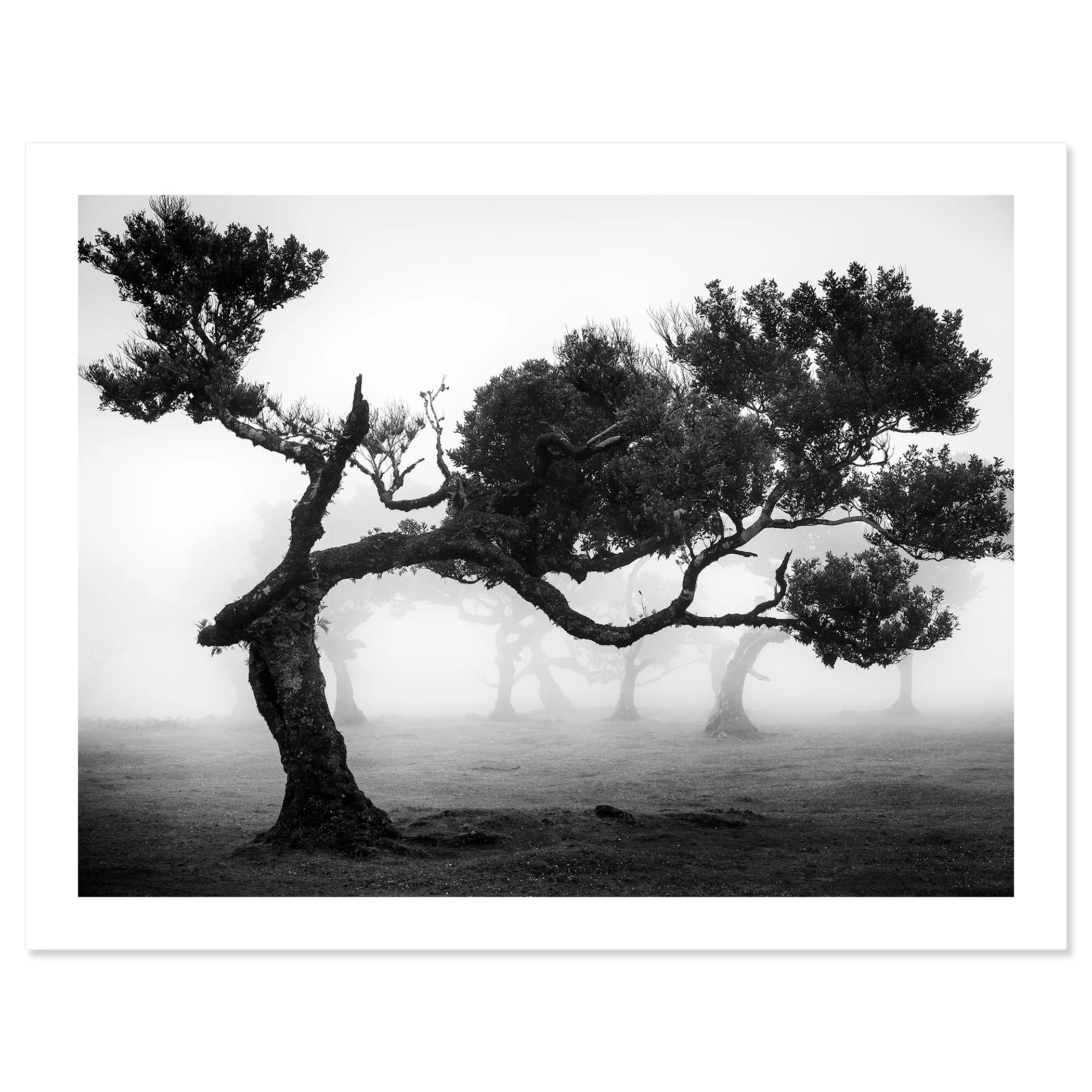 Ancient Laurisilva Forest Study 9 as an archival black-and-white fine art print with a white border by Gerald Berghammer.