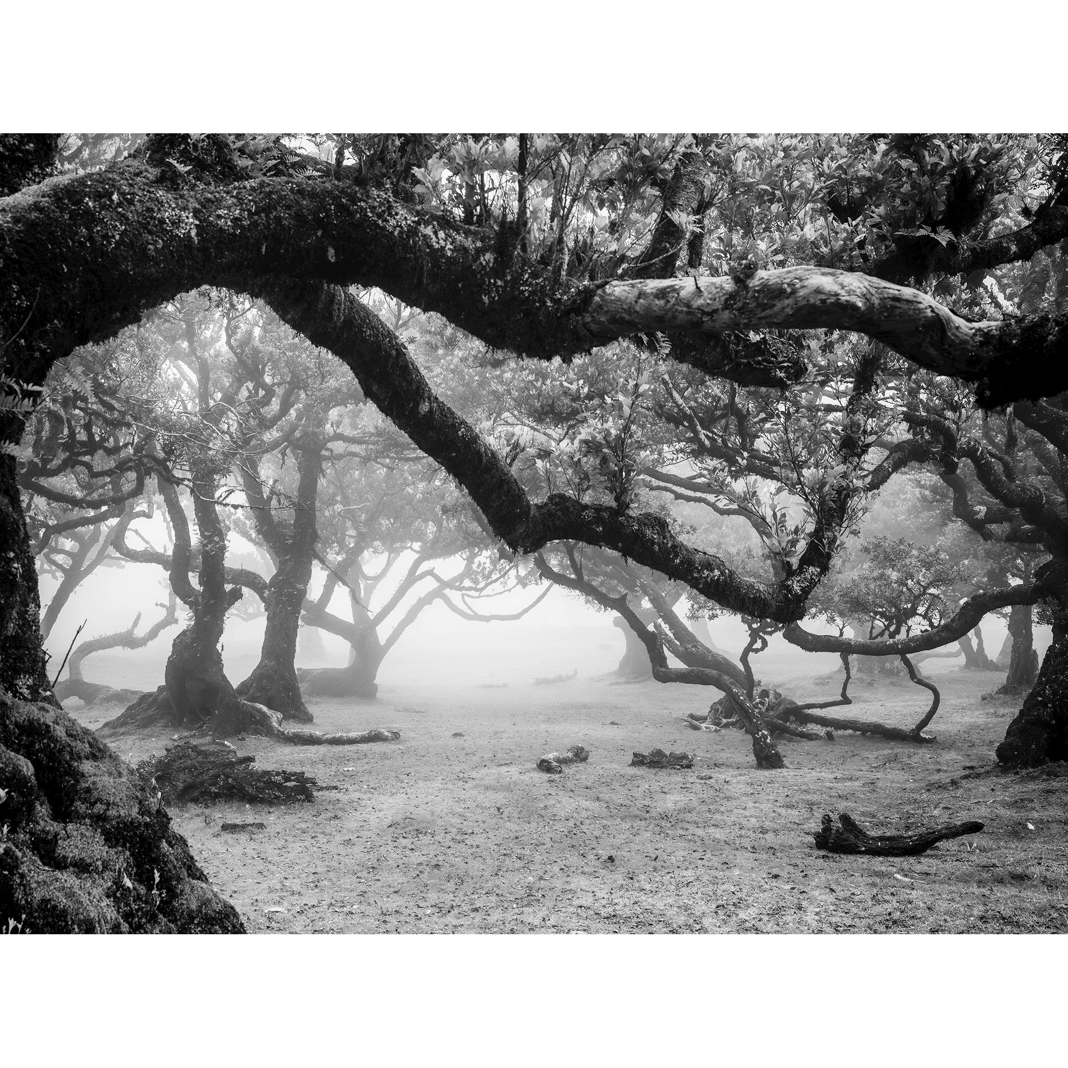 Black and white photo of twisted trees in a misty forest landscape