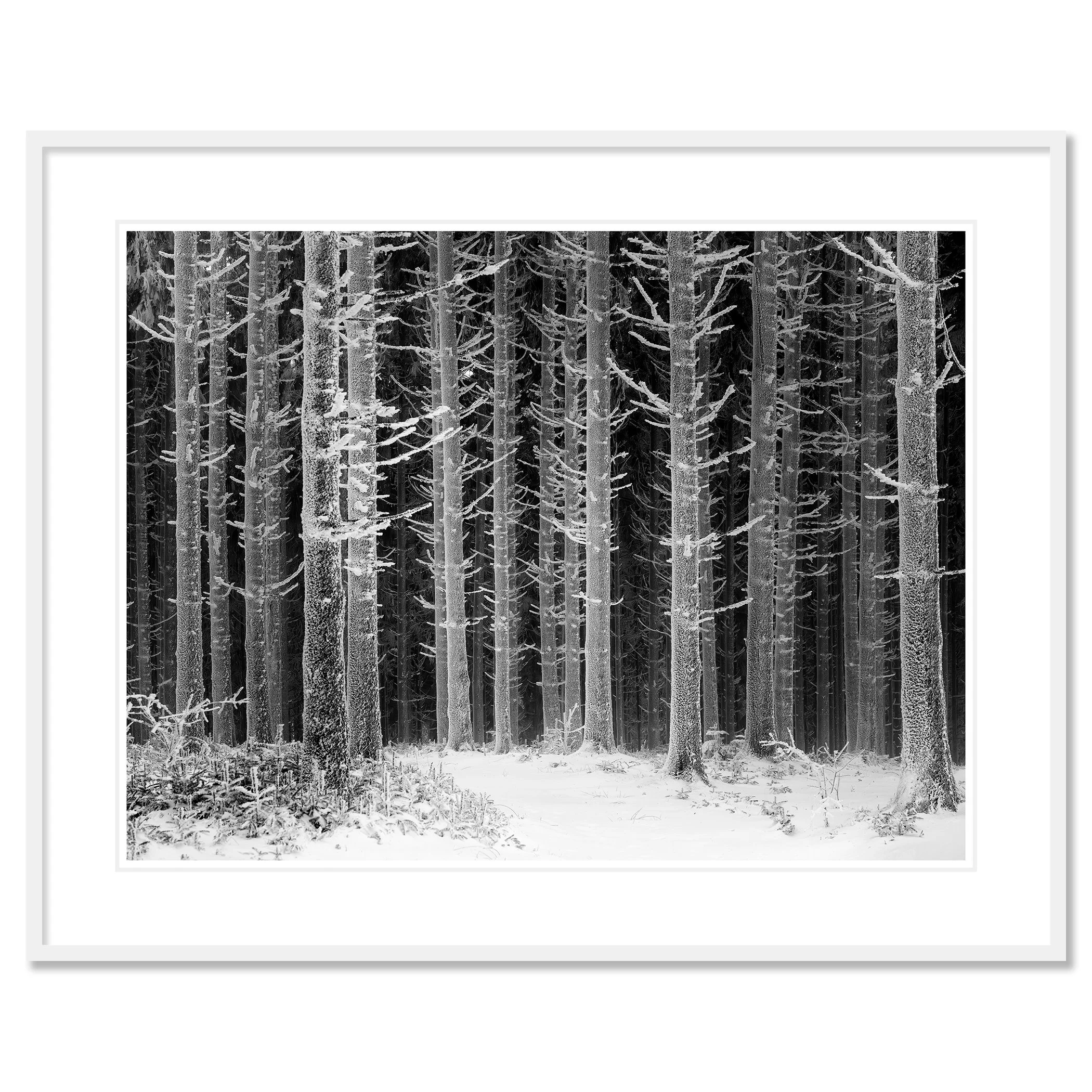Path Through the Frosted Forest – Austria, archival pigment print in a white aluminium frame with a white mount by Gerald Berghammer.