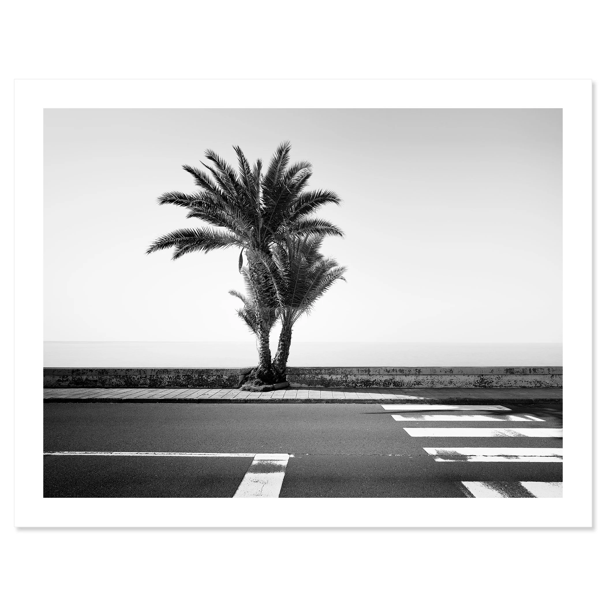 Gerald Berghammer - Black and white landscape photography. Palm tree next to a sidewalk and crosswalk on a road, with the ocean in the background. Fine art print only