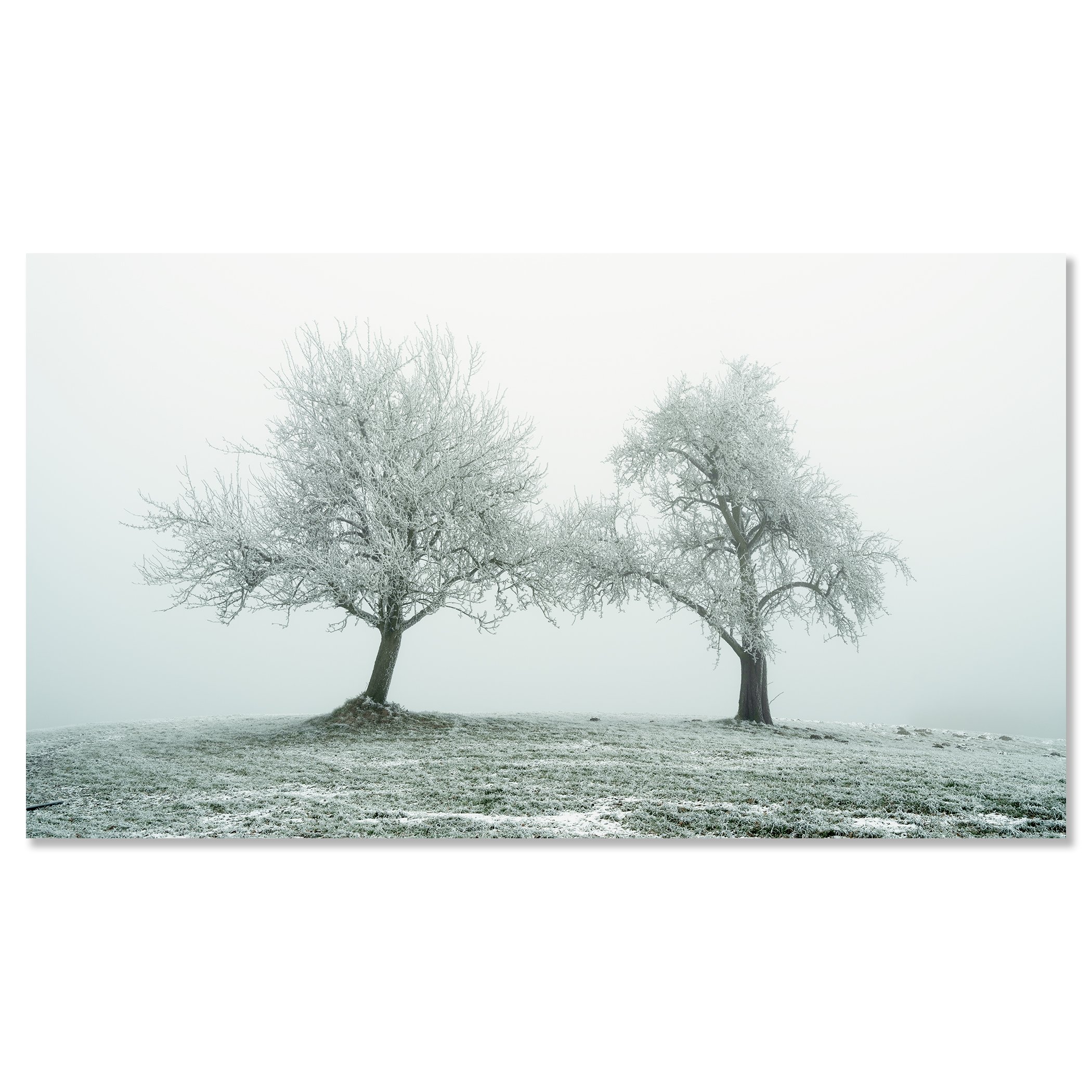 Frozen winter trees in a snow-dusted field beneath a pale, overcast sky – dibond frameless