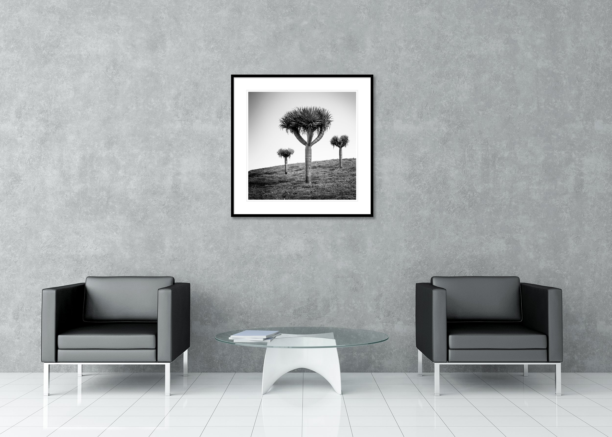 Canary Islands Dragon Tree displayed in a modern interior as an archival pigment print in a black aluminium frame with white mount by Gerald Berghammer.