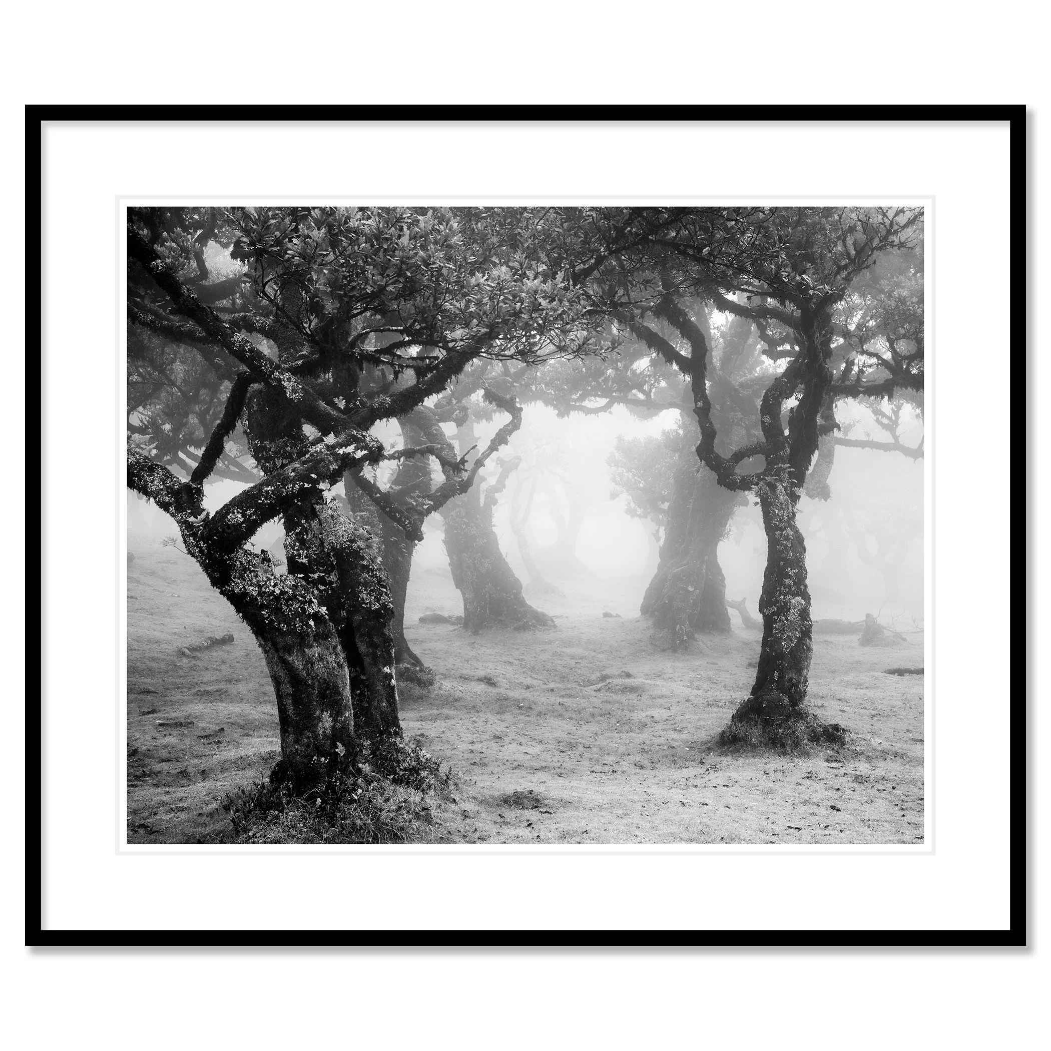 Mystical Forest Clearing – Madeira, pigment print in a black aluminium frame with white mount by Gerald Berghammer.