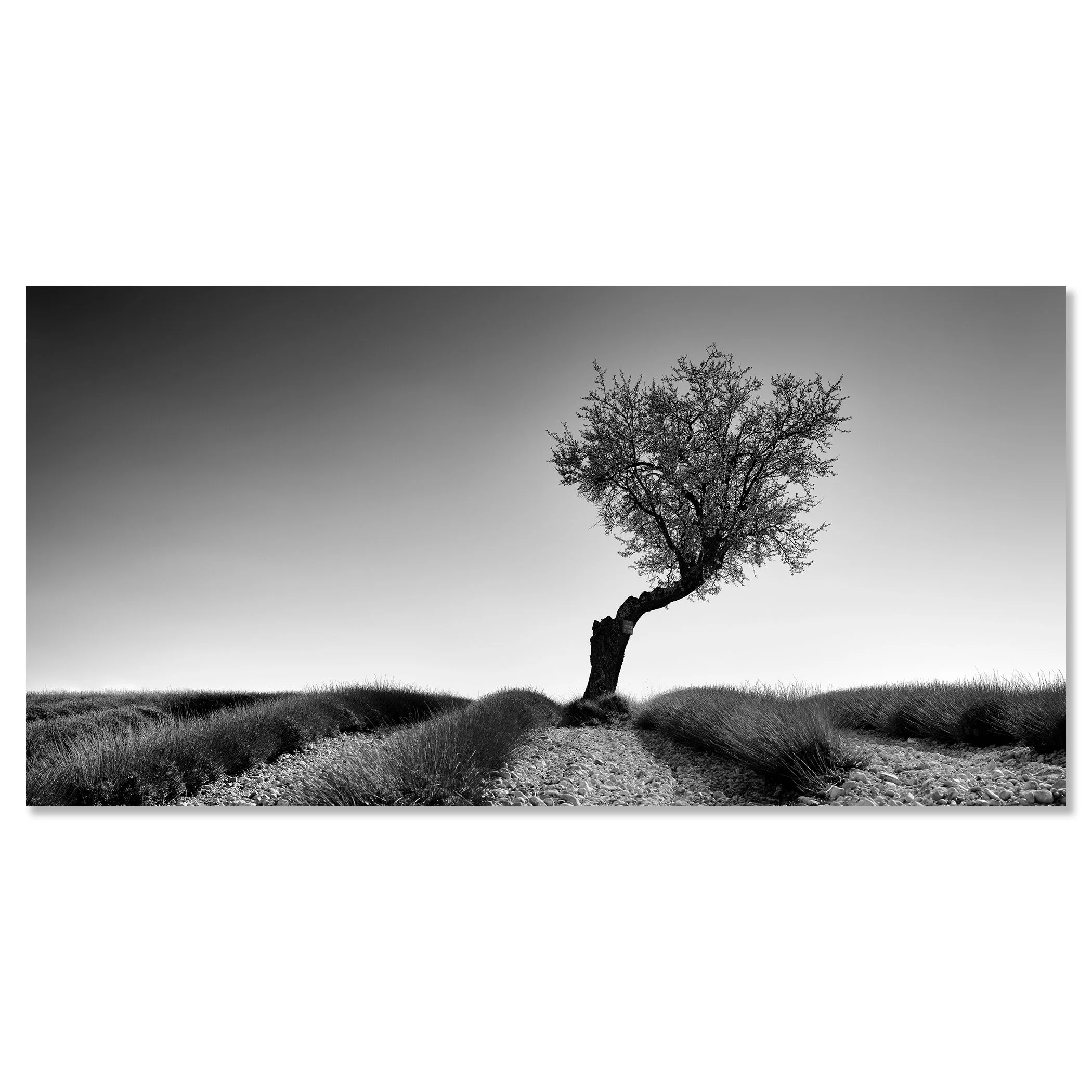 Black and white photo of a lone twisted tree in a lavender field – dibond frameless