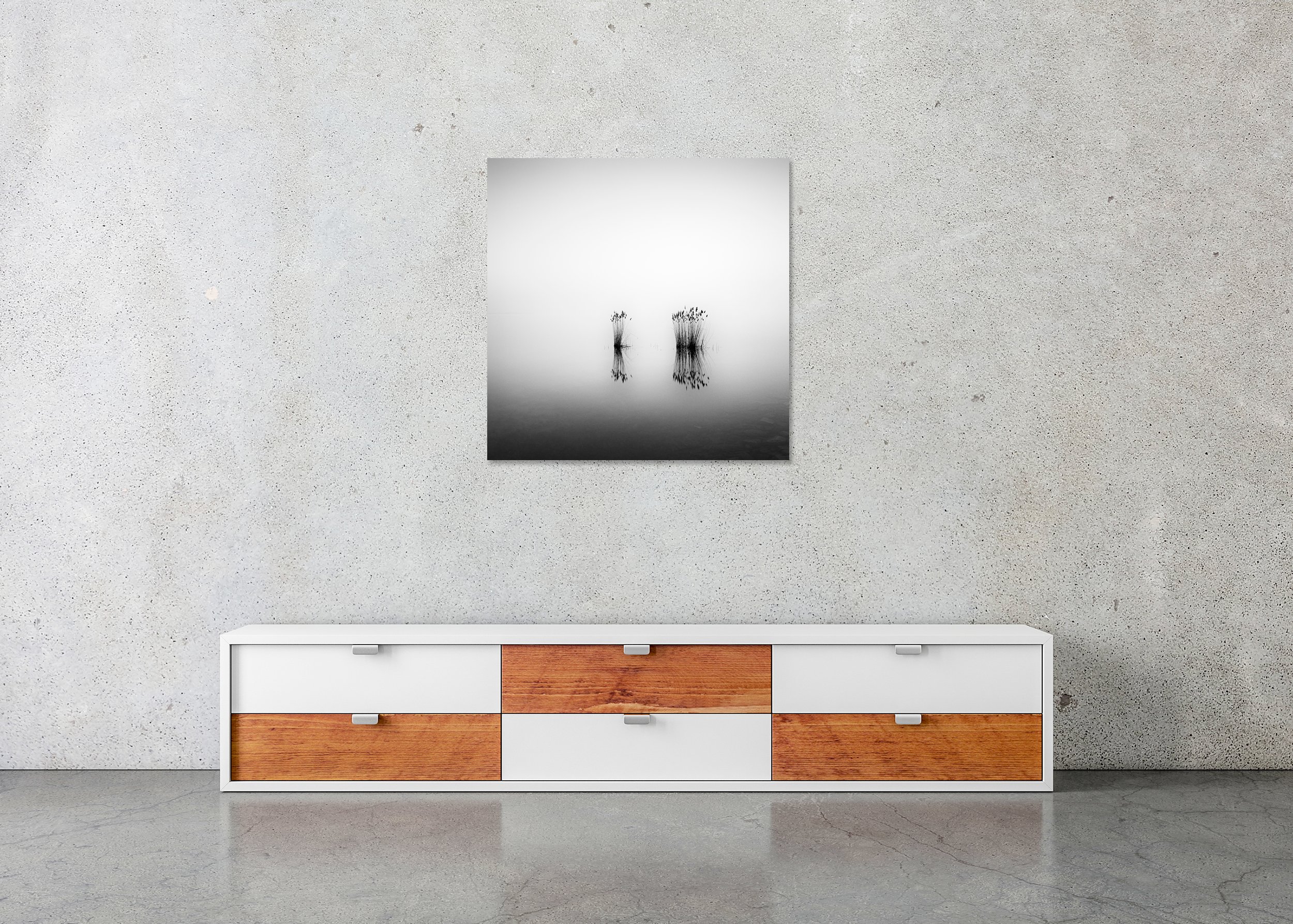 Phragmites Study 1 – Hungary displayed as a frameless black-and-white Dibond print on a modern wall