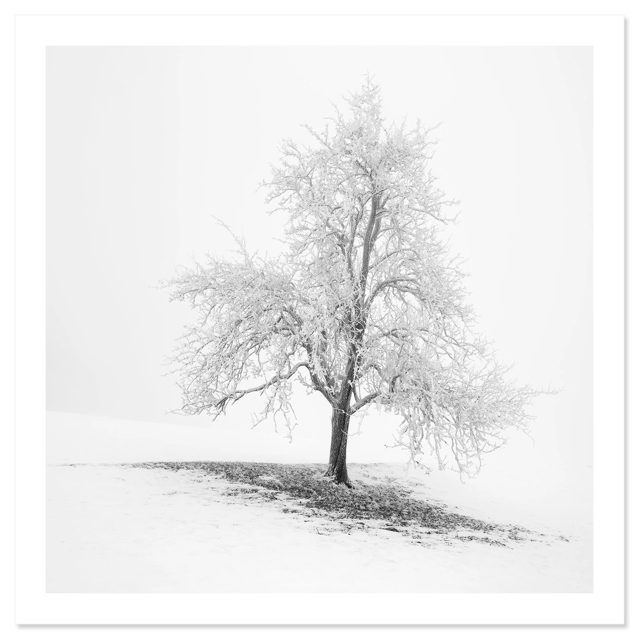 Frosted Winter Tree – Austria, black-and-white fine art print on Baryta paper, print only