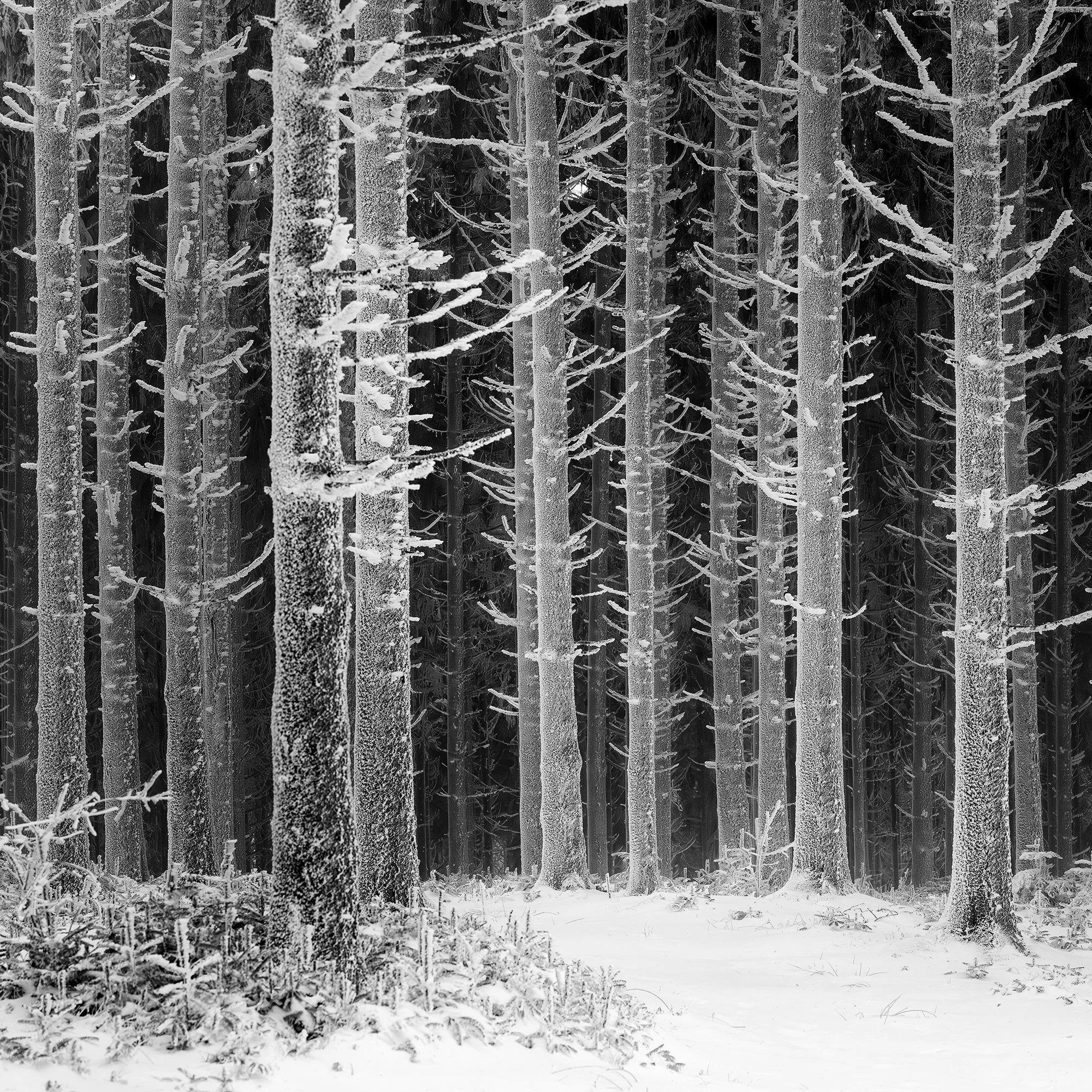 Close-up of a frost-covered woodland path in Austria, black-and-white winter forest photograph by Gerald Berghammer.