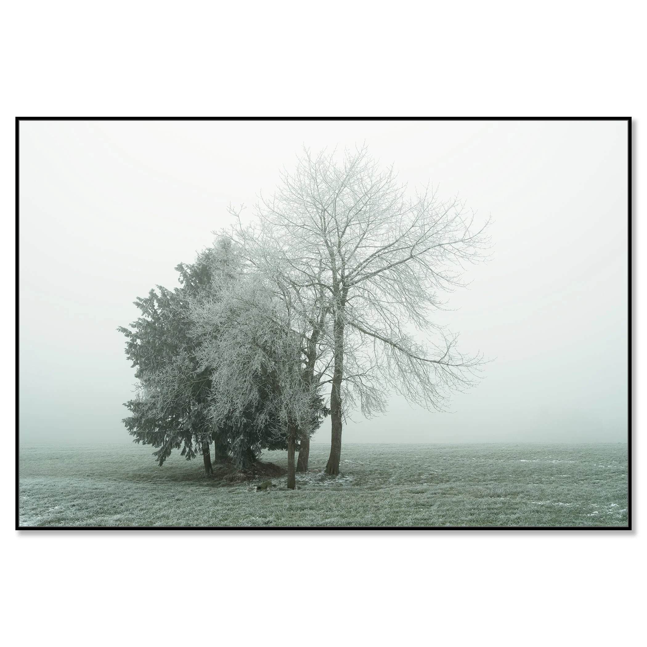 Gerald Berghammer - Color minimalist landscape photography. Frost-covered trees in a foggy winter landscape with green grass. Chromaluxe framed black