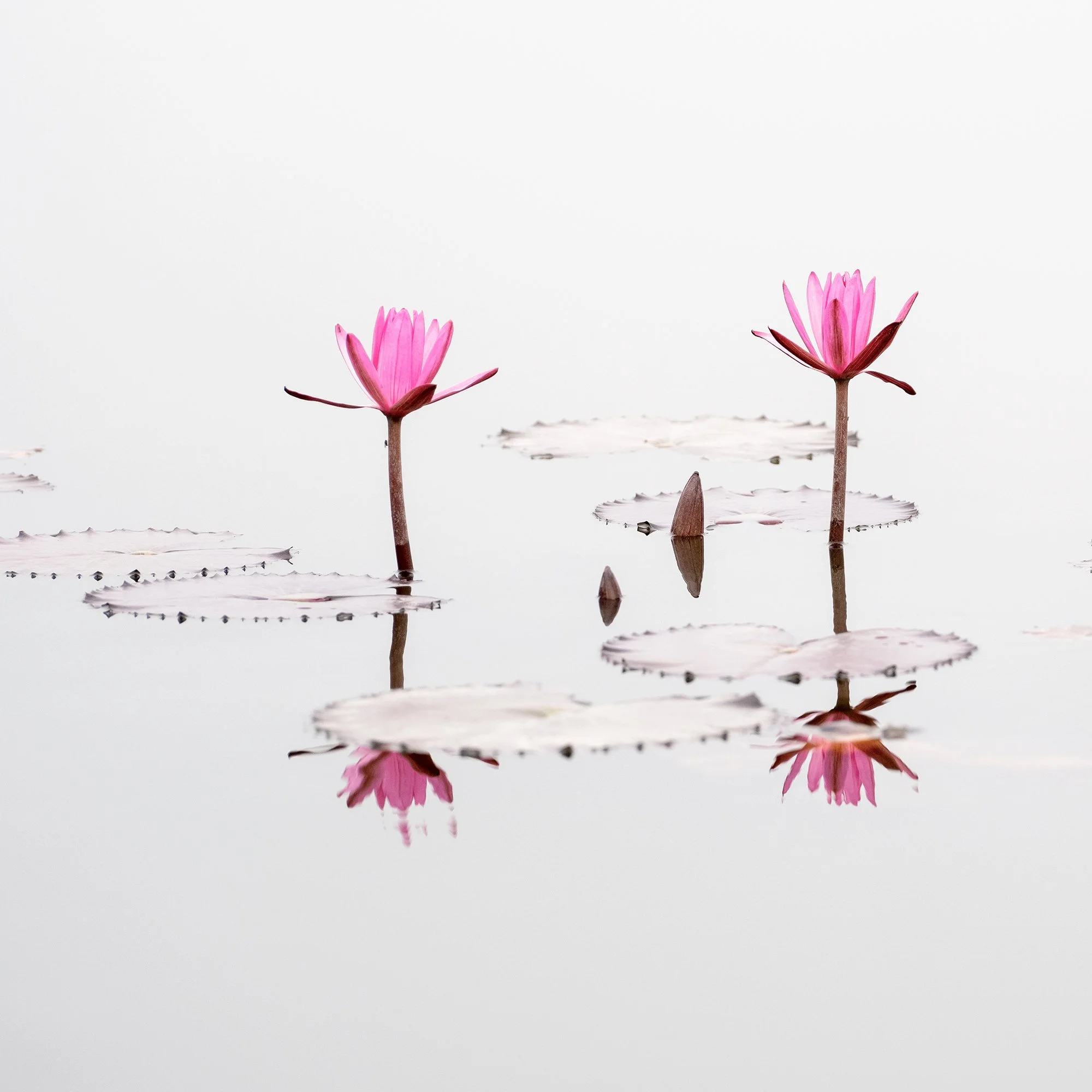 © 2025 Gerald Berghammer - Color long exposure seascape Photography. Three pink water lilies with open petals floating on water, with their reflections visible. Print detail 1