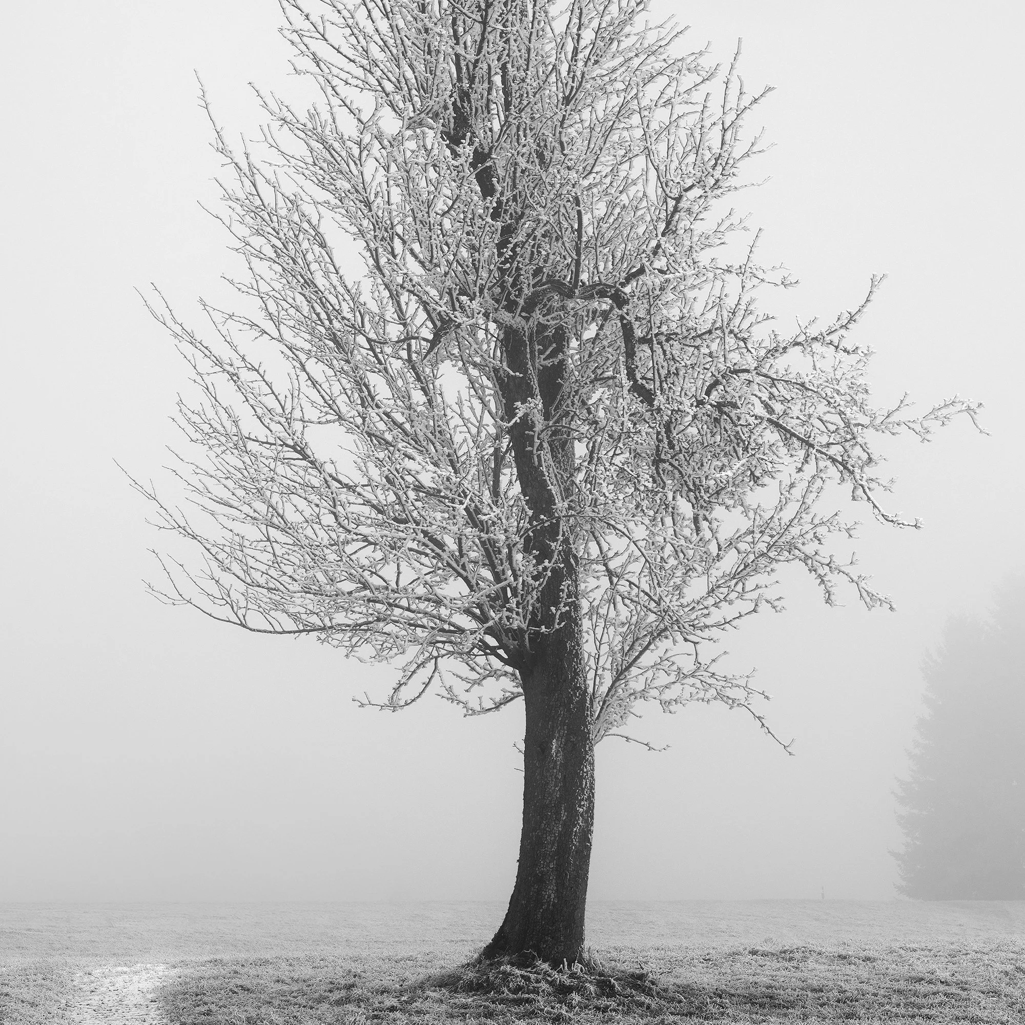 Detail of the solitary winter tree emerging from soft morning mist in rural Austria, photographed in black and white by Gerald Berghammer.