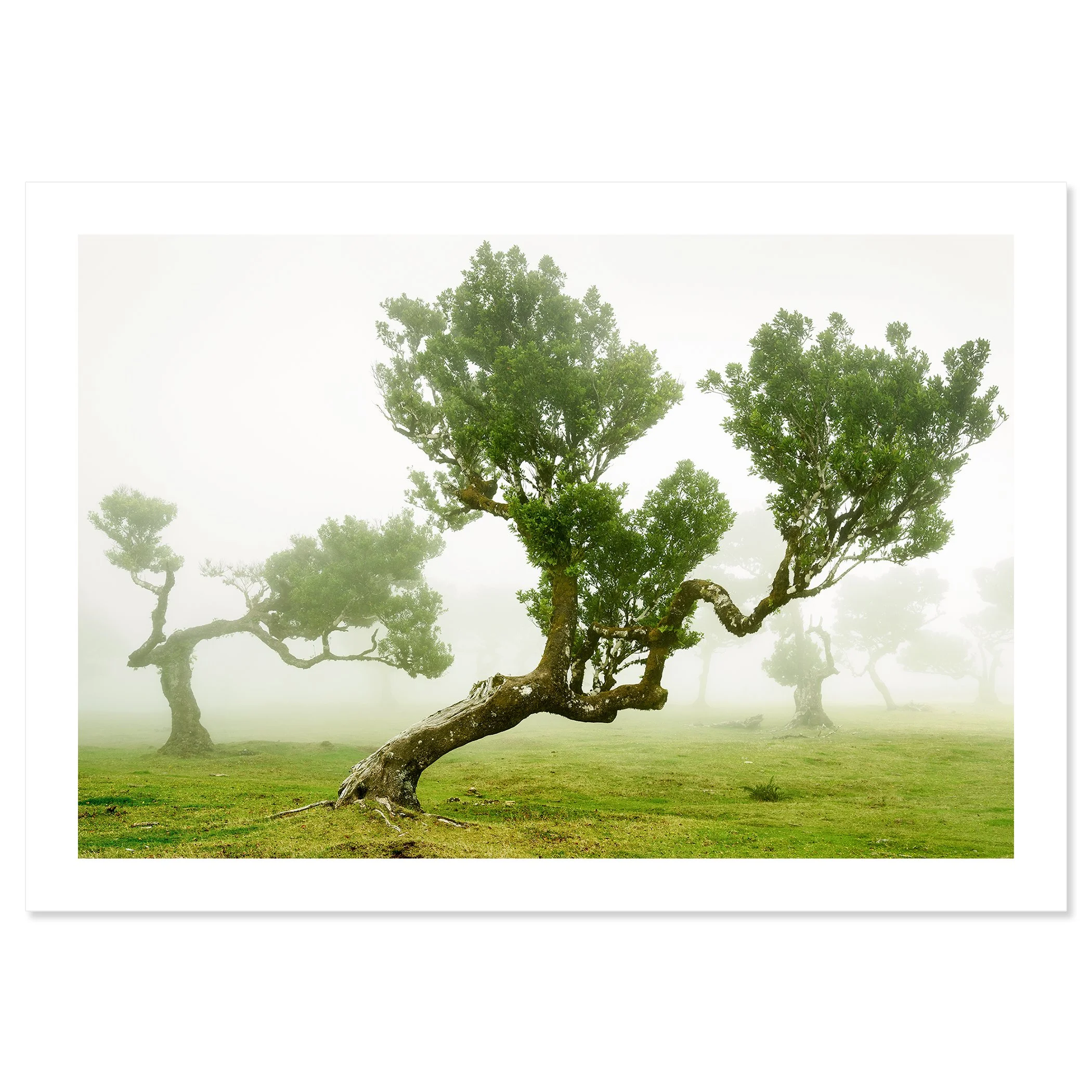 © 2021 Gerald Berghammer - Wind-shaped trees in a green meadow surrounded by soft morning fog, creating a calm, atmospheric landscape. Fine art print only