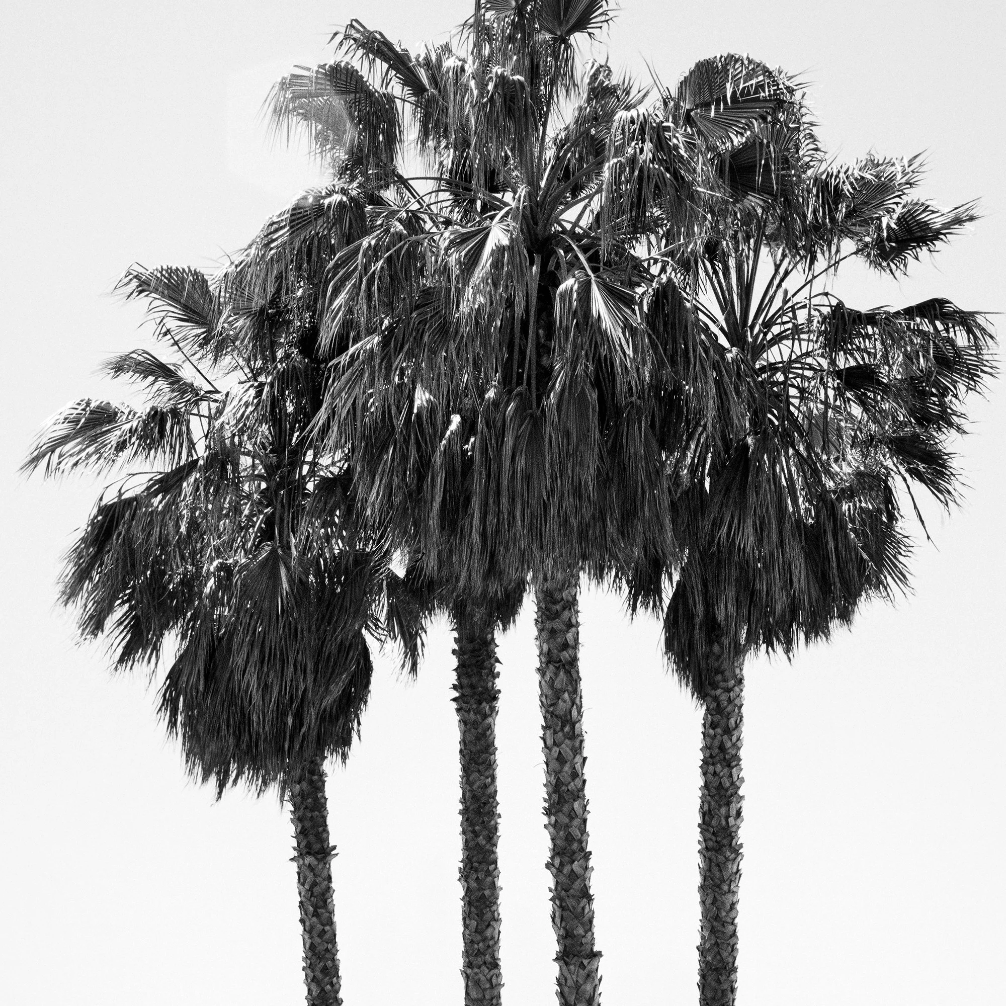 Fine art print detail of Four Palm Trees – California, USA by Gerald Berghammer.