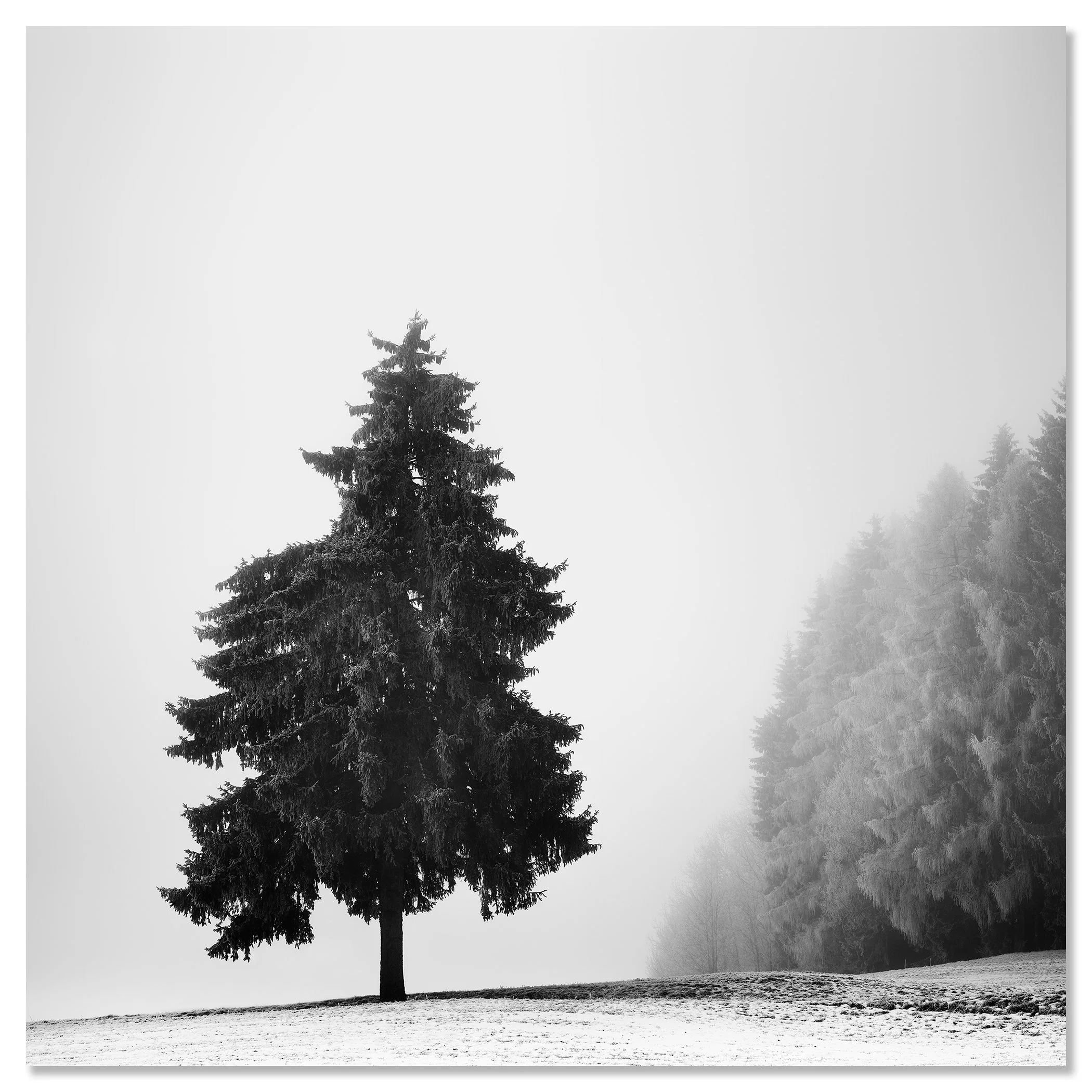 Solitary fir tree on a snowy landscape with fog and a dense forest to the right – dibond frameless
