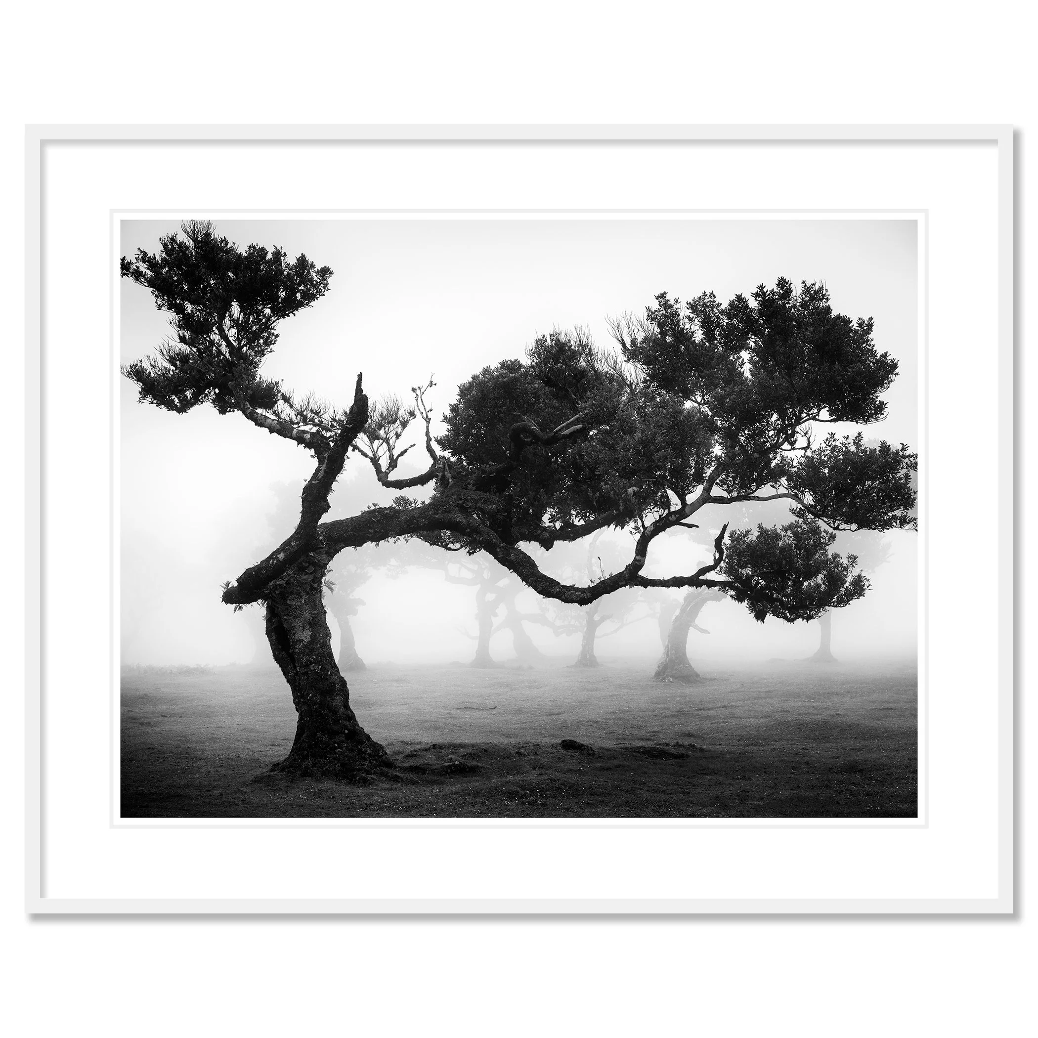 Ancient Laurisilva Forest Study 9 as an archival pigment print in a white aluminium frame with white mount by Gerald Berghammer.