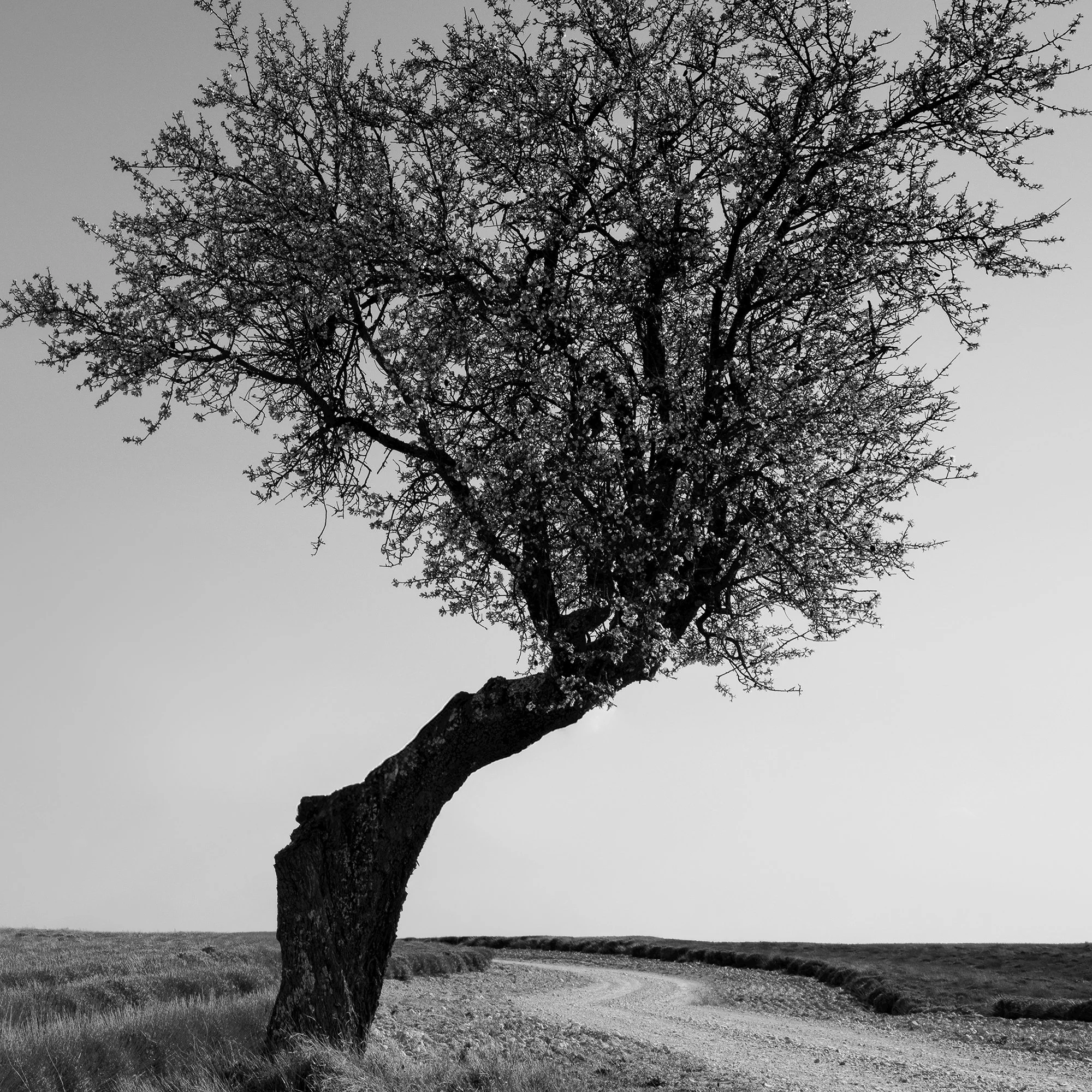 Close-up of Lavender Field with Lonely Tree Study 1 by Gerald Berghammer, showing the textured trunk and intricate branches.