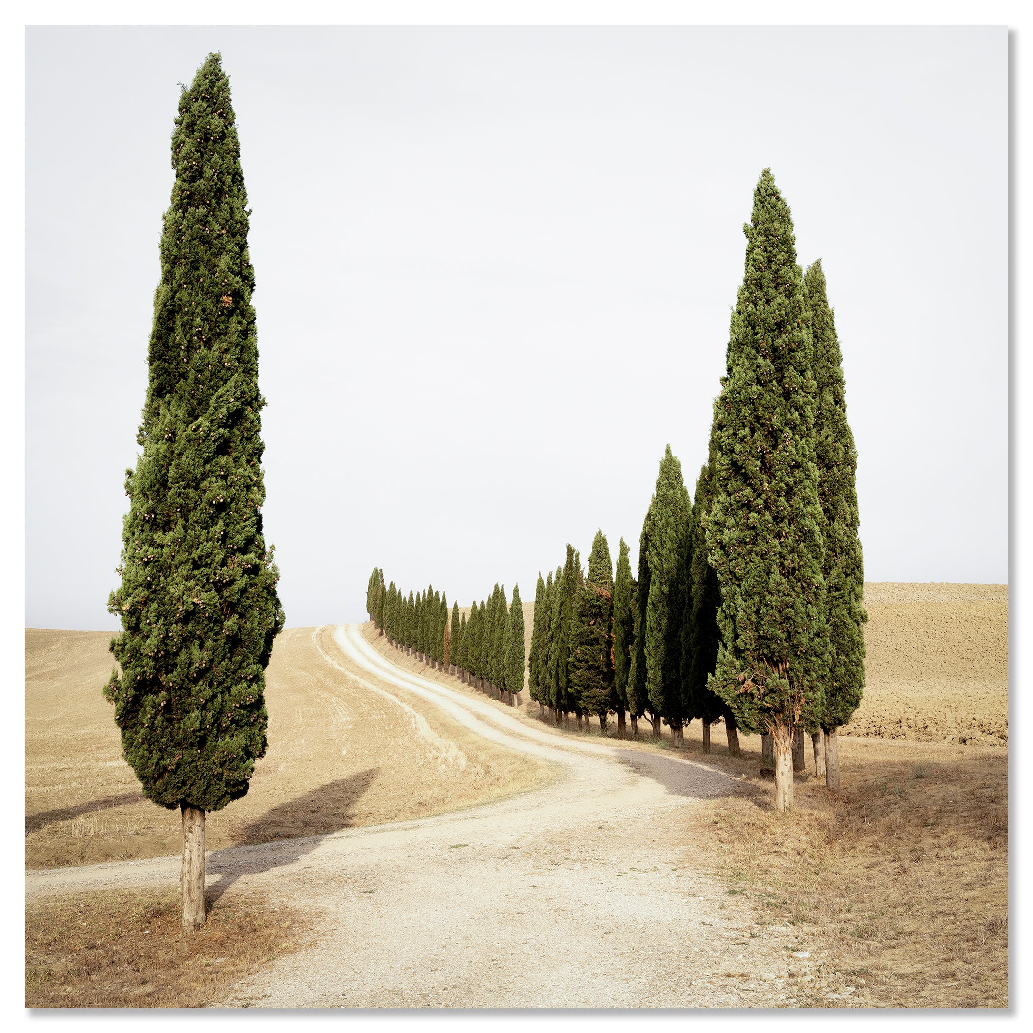 Road with Cypress Trees, Study 1 – colour photographic print mounted on frameless aluminium Dibond.