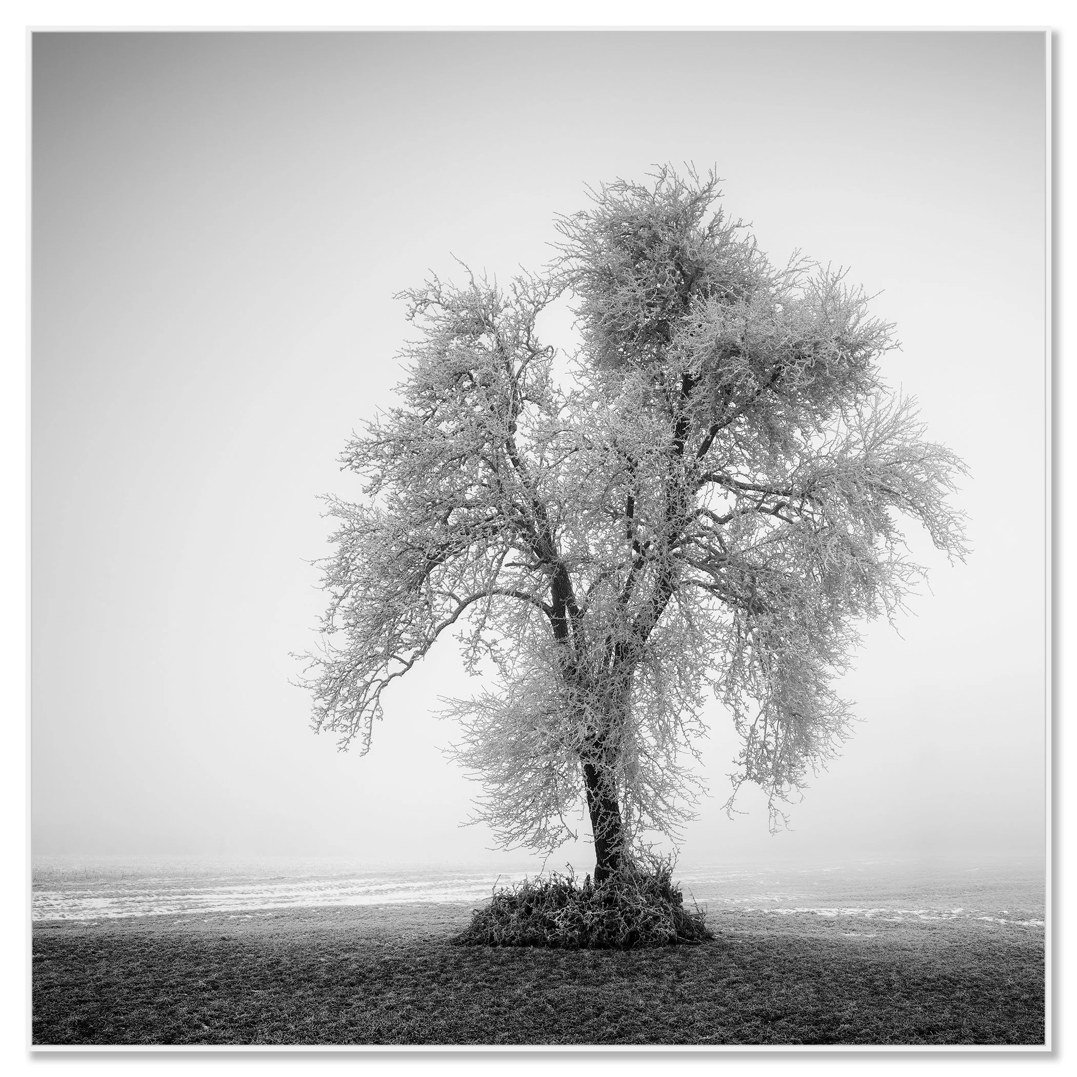 Solitary tree with frost-covered branches on grass in a foggy winter landscape – framed ArtBox white