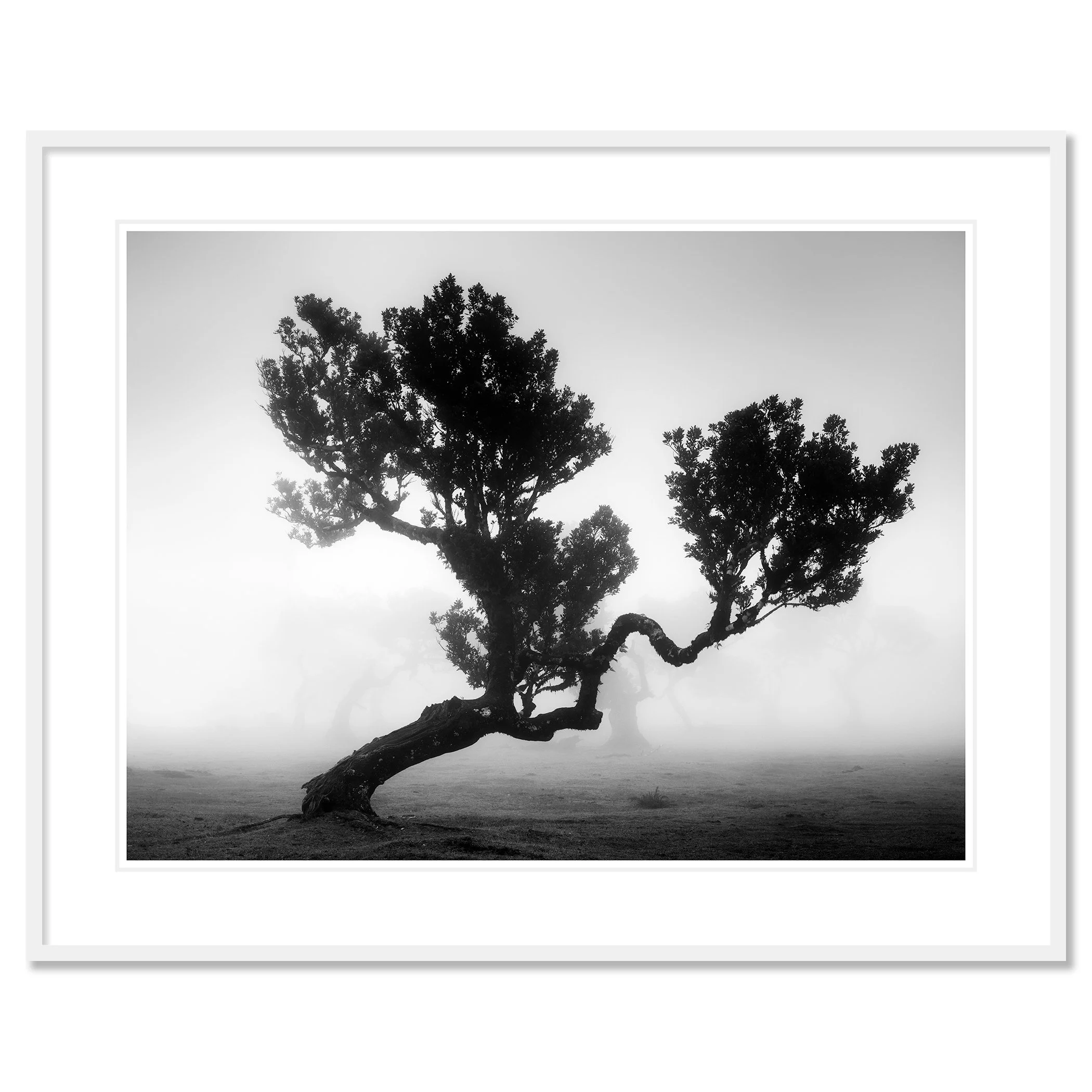 Ancient Laurisilva Forest, Study 3 by Gerald Berghammer, archival black-and-white photograph in a white aluminium frame with a white mount.