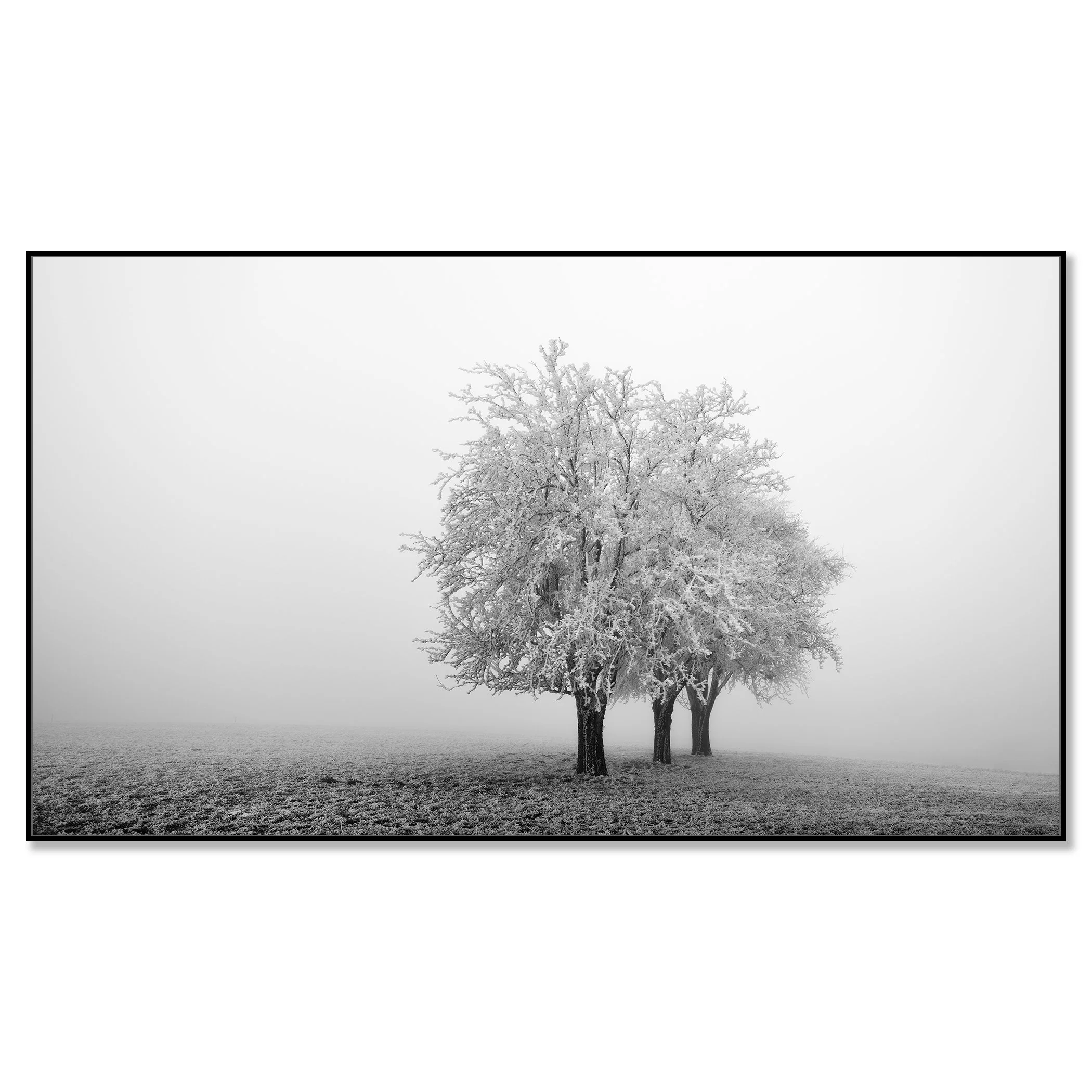 Frozen Apple Trees Panorama Study 1 mounted on aluminium Dibond in a black ArtBox frame by Gerald Berghammer.