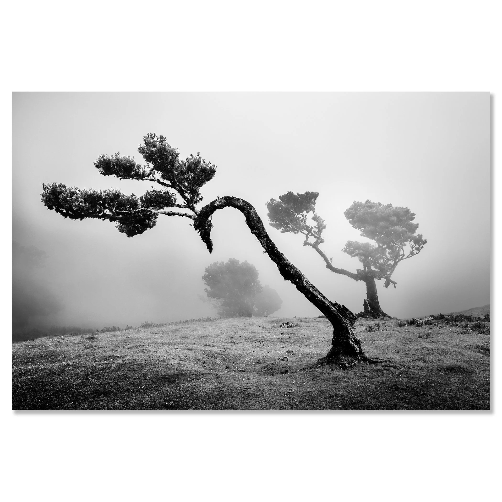 Ancient Laurisilva Forest Study 2 presented as a frameless black-and-white artwork mounted on aluminium Dibond by Gerald Berghammer.