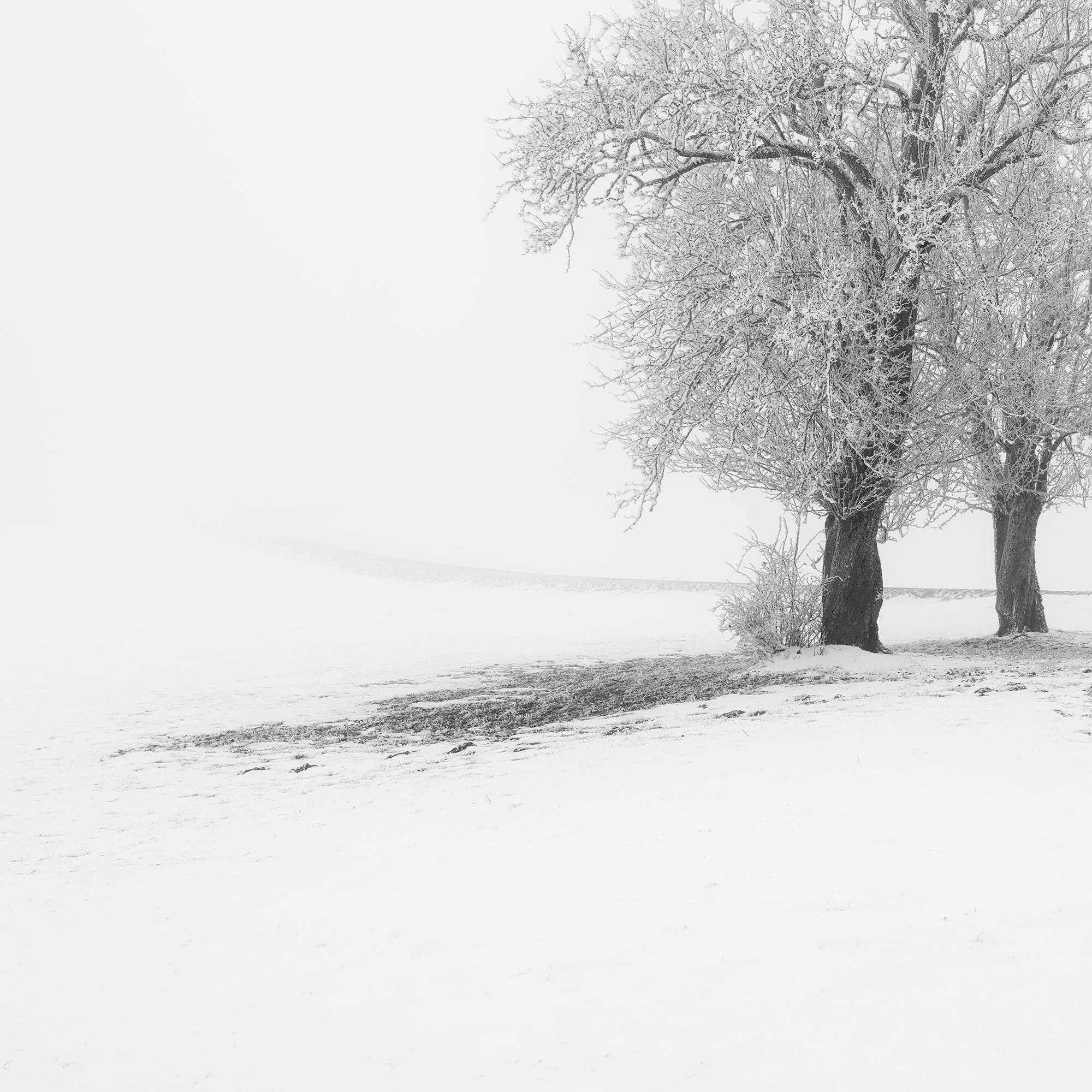 frosted-trees-in-silence-minimalist-winter-landscape-gerald-berghammer-detail-1.jpg