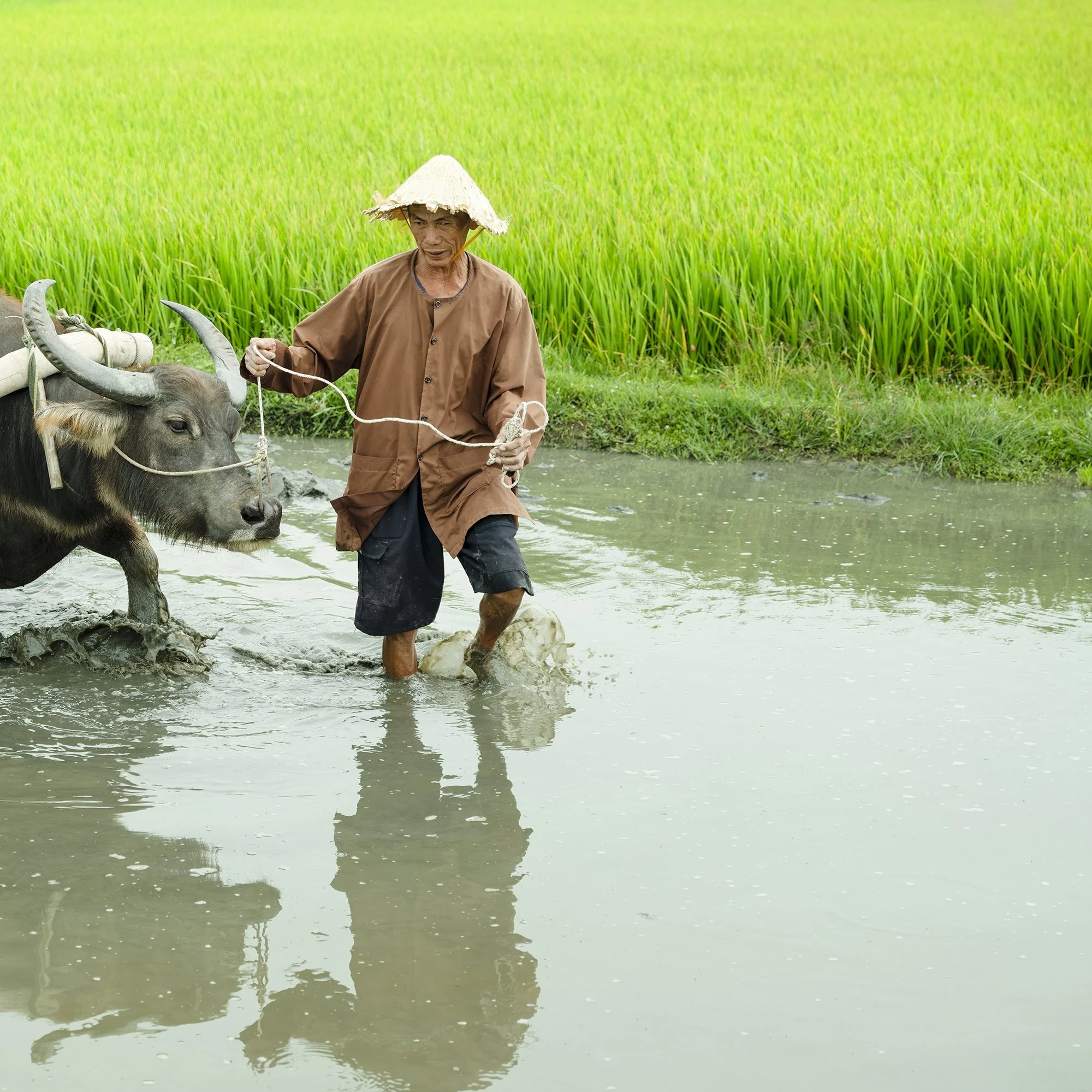 Gerald Berghammer - Color landscape photography. A farmer wearing a conical hat guides a water buffalo through a flooded rice field. Print detail 2