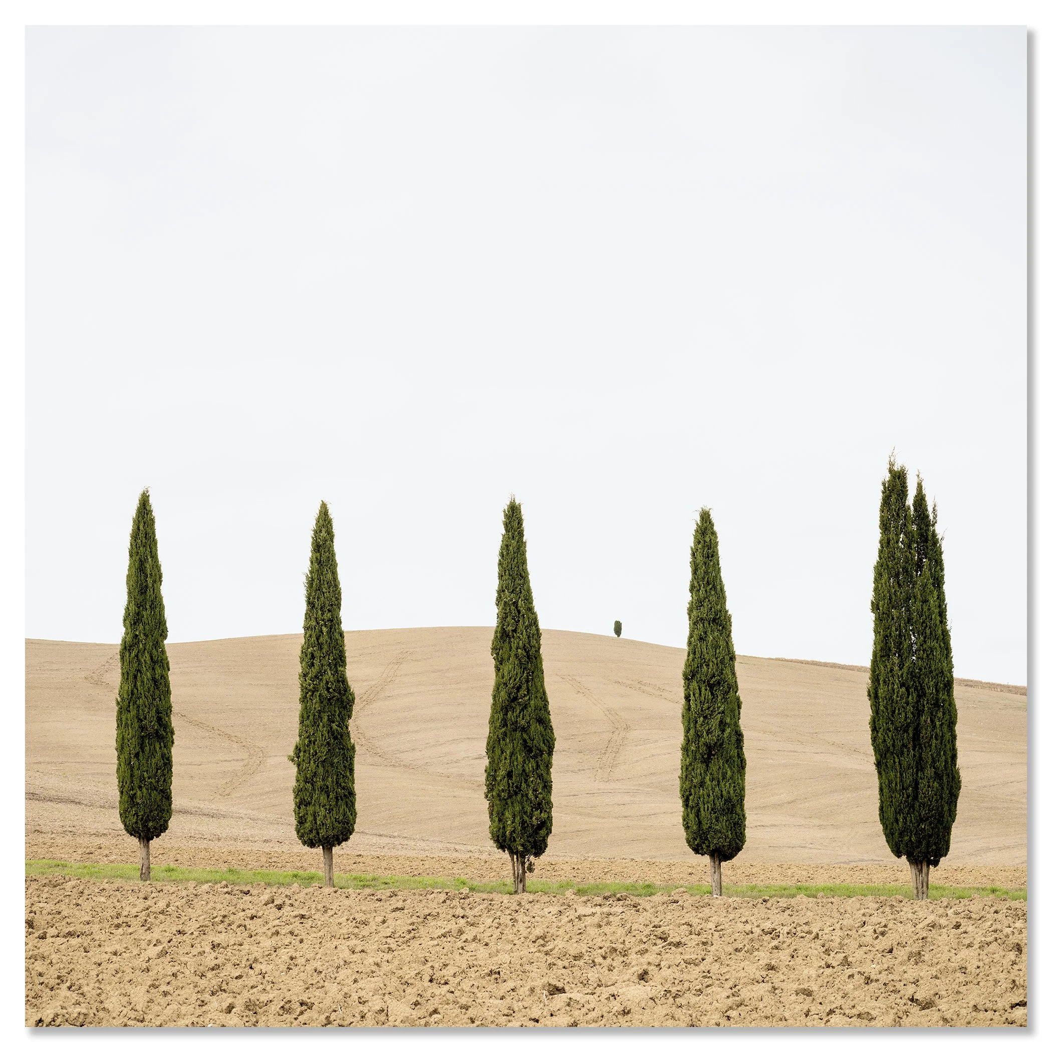 Harvest Field with Cypresses – Tuscany, Italy, colour photographic print mounted on frameless aluminium Dibond.