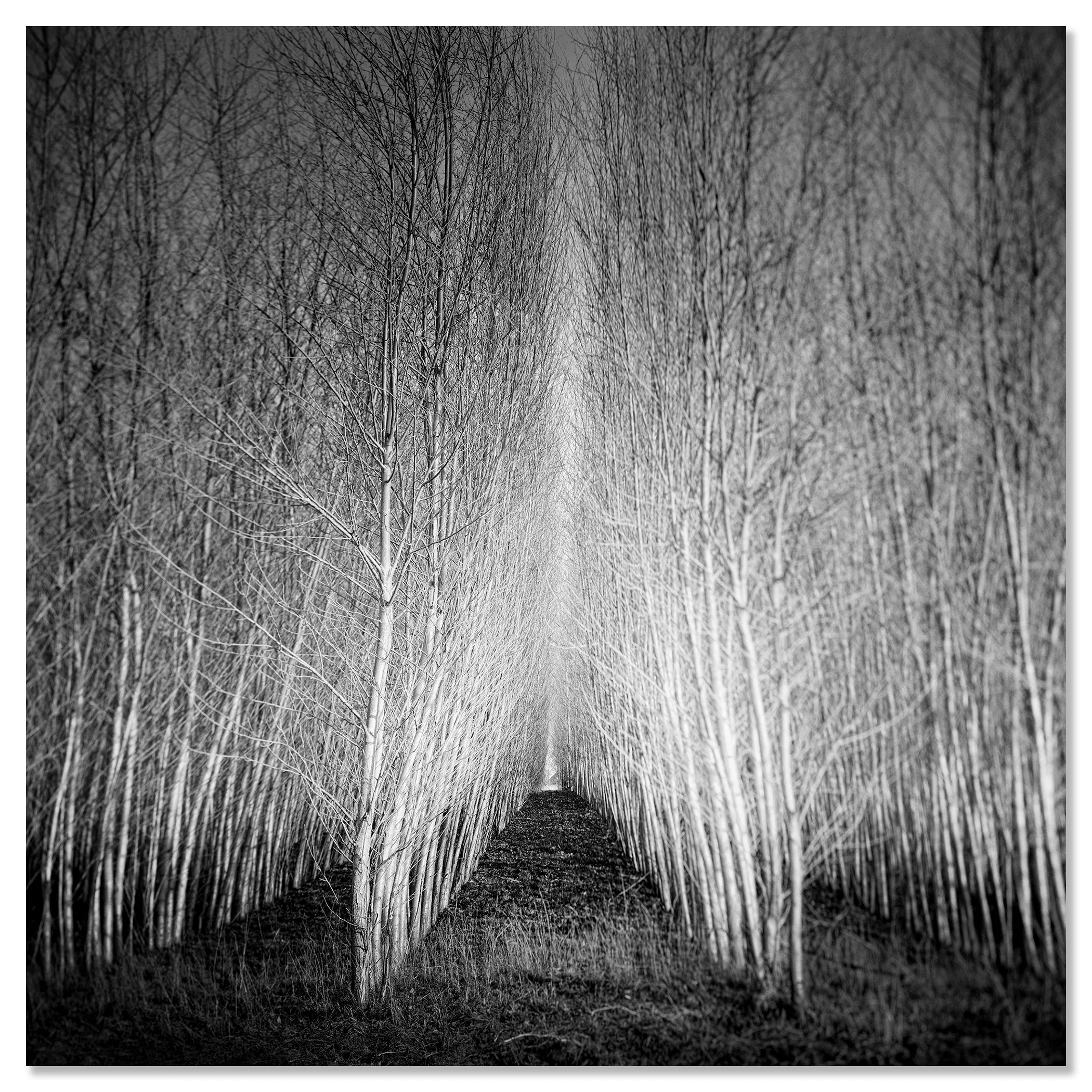 Black-and-white minimalist photo of a path through dense poplar forest with tall, leafless trees and bare branches – dibond frameless