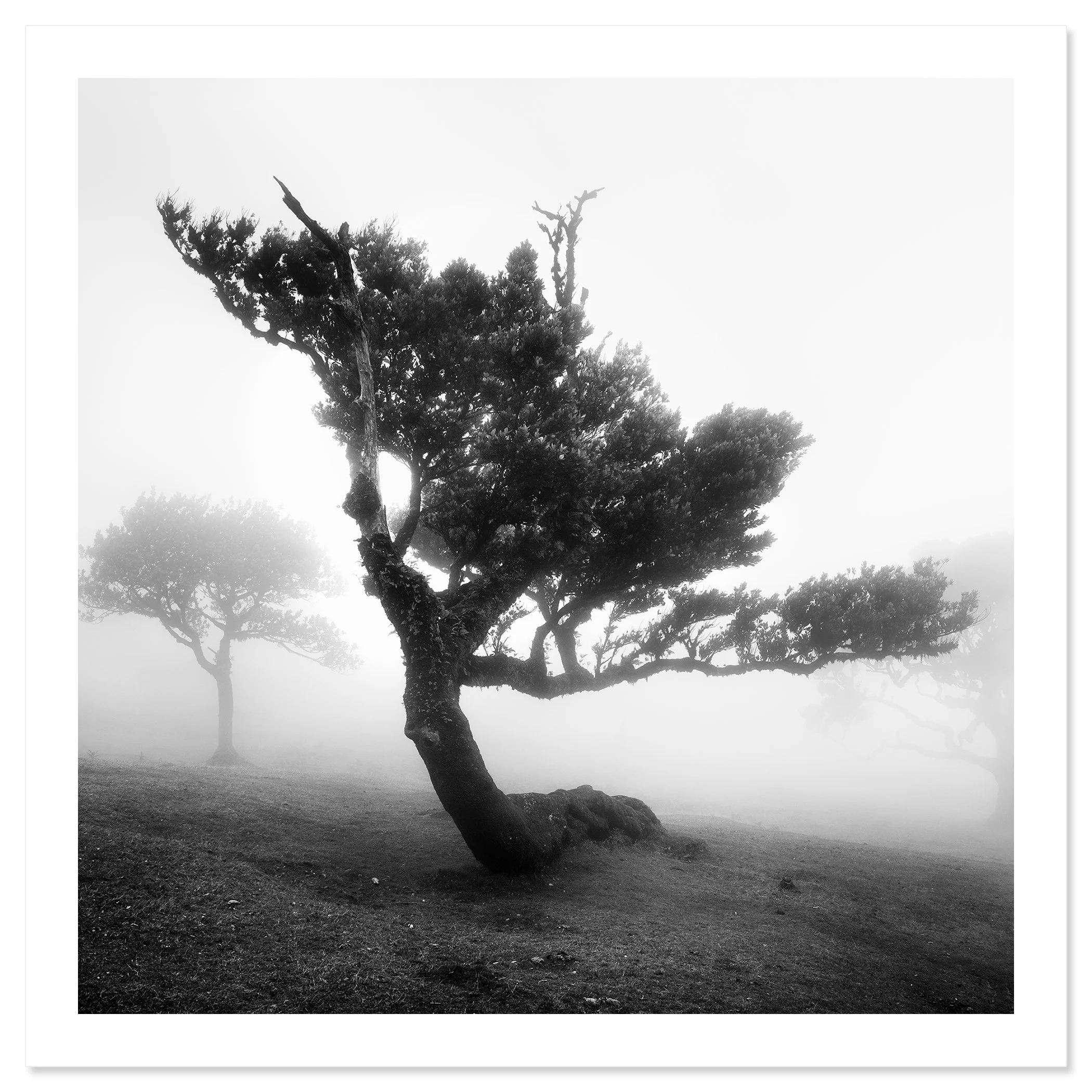Ancient Laurel Cloud Forest Study 3 by Gerald Berghammer, black-and-white fine art print with white border on archival photographic paper.