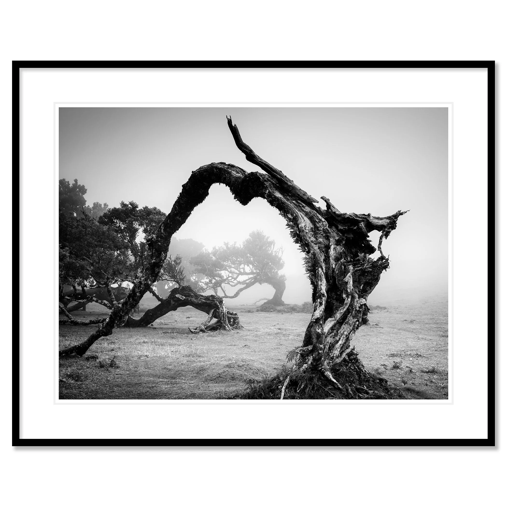 Bent Tree in the Fog Study 1 as an archival black-and-white pigment print in a black aluminium frame with a white mount by Gerald Berghammer.