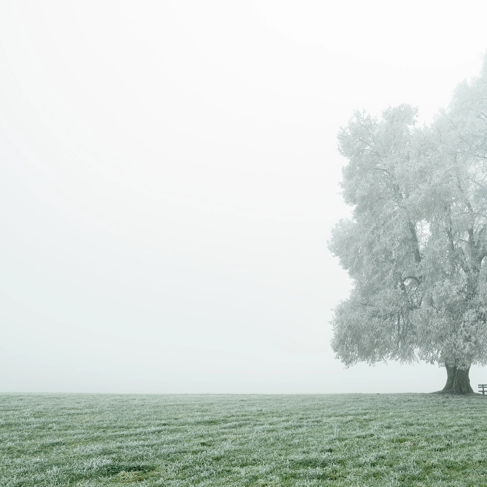 © 2025 Gerald Berghammer - Color panorama photography. Foggy landscape with two large frozen trees and a park bench underneath the trees, on a grassy field. Print detail 1