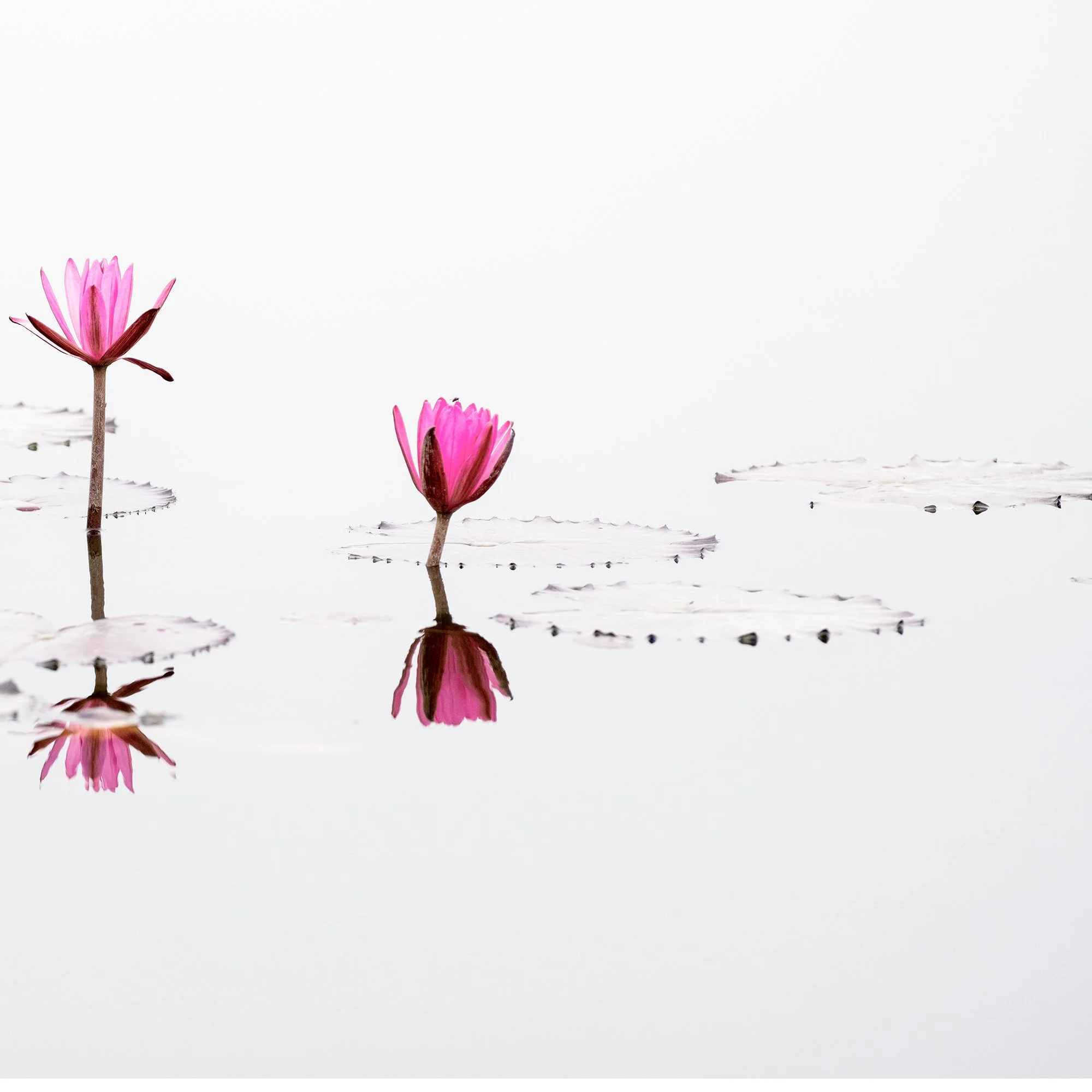 © 2025 Gerald Berghammer - Minimalist fine art photograph of pink water lilies reflected on calm water with clean white background. Print detail 2